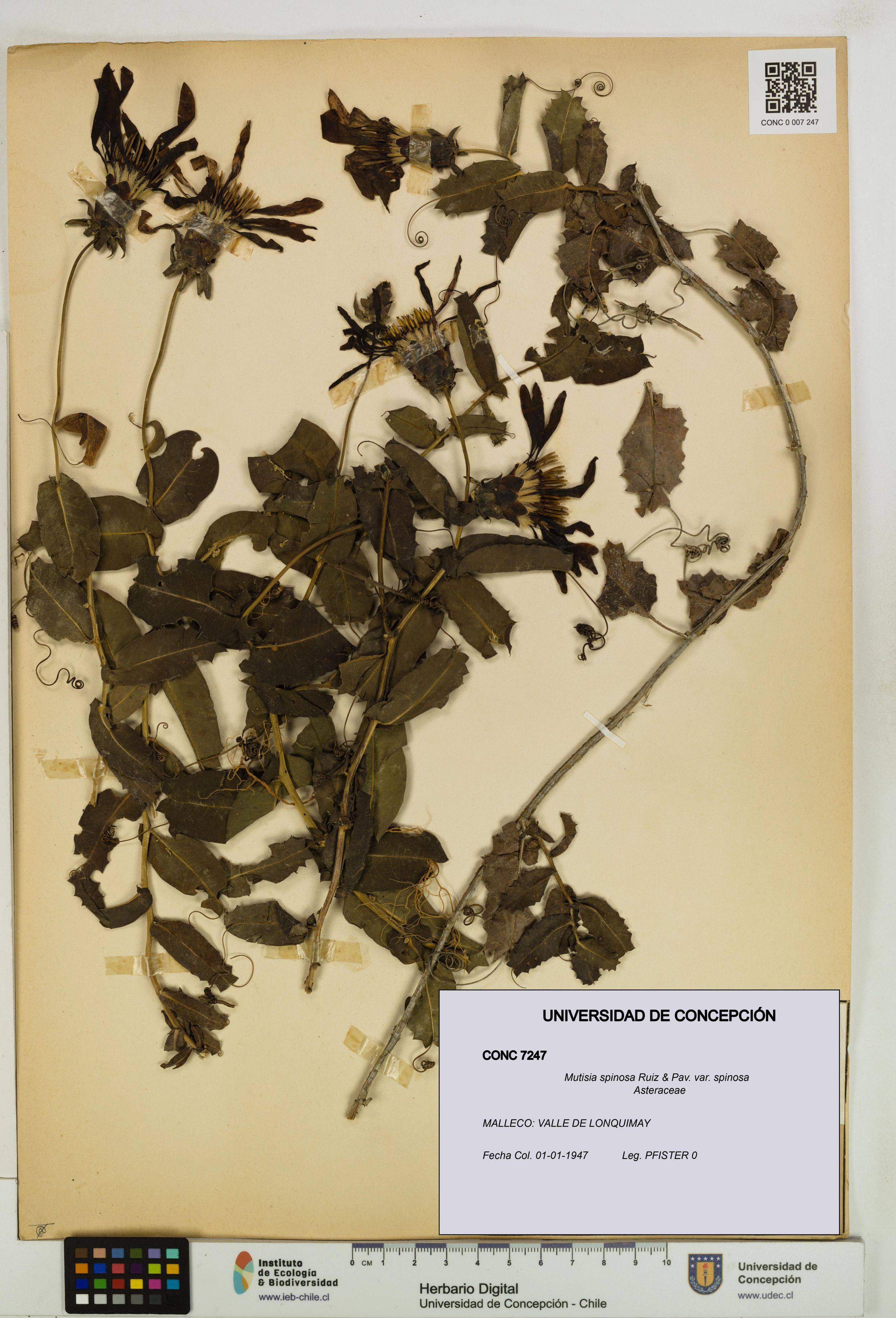 Mutisia spinosa var. spinosa [Espécimen: ]
