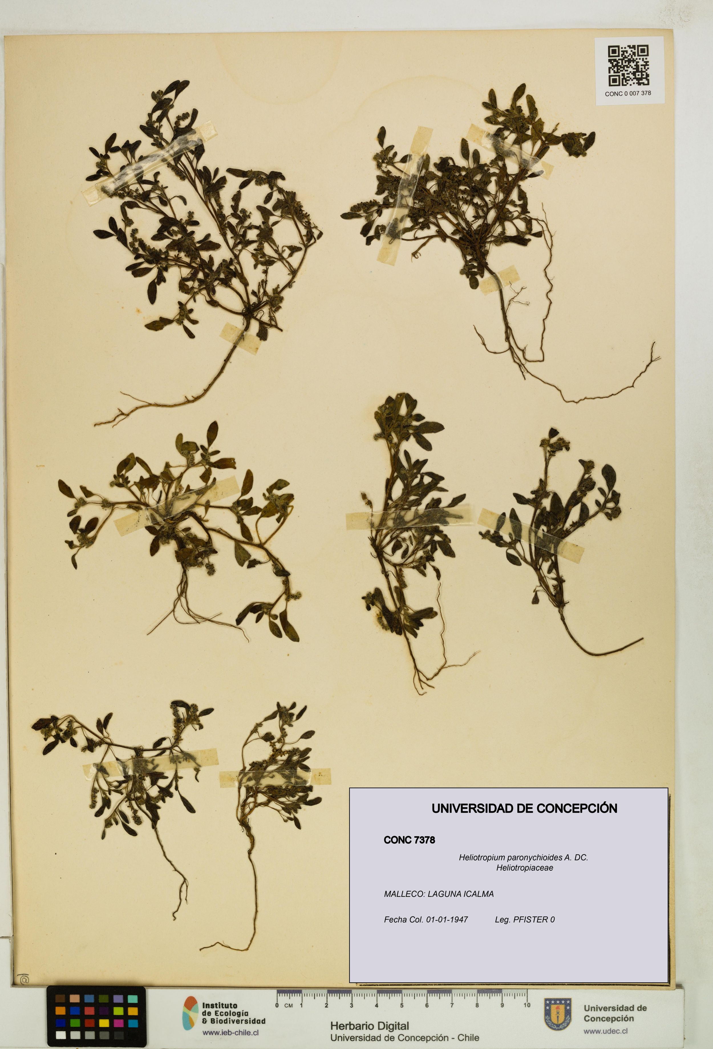 Heliotropium paronychioides [Espécimen: ]