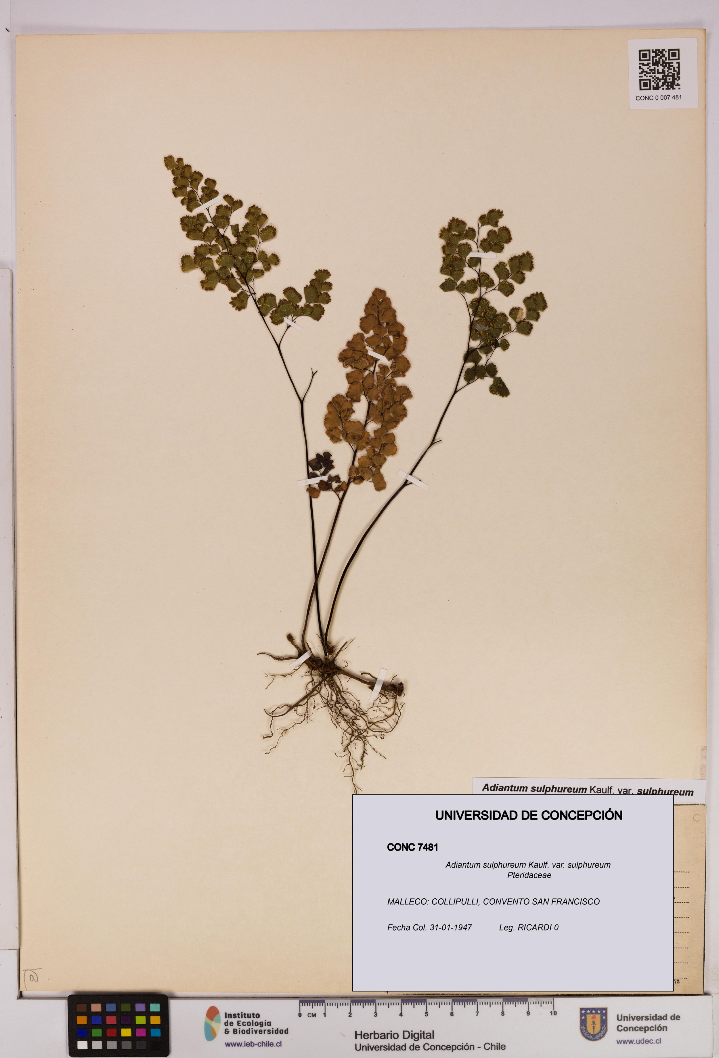 Adiantum sulphureum var. sulphureum [Espécimen: ]