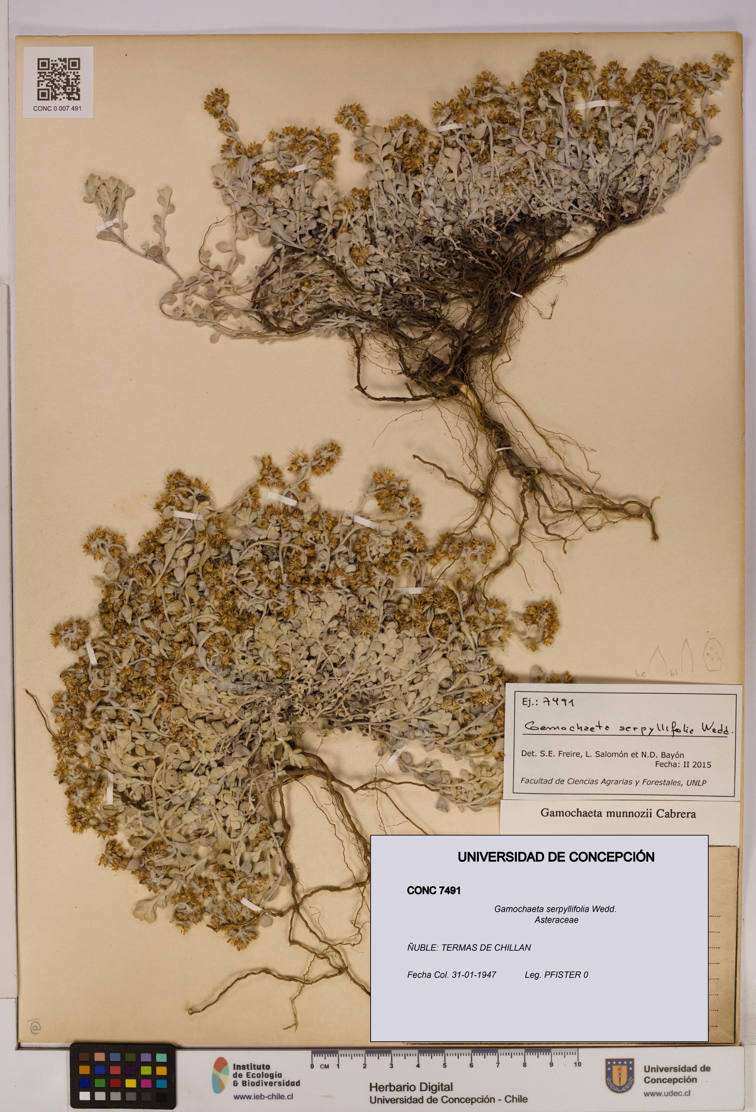Gamochaeta serpyllifolia [Espécimen: ]