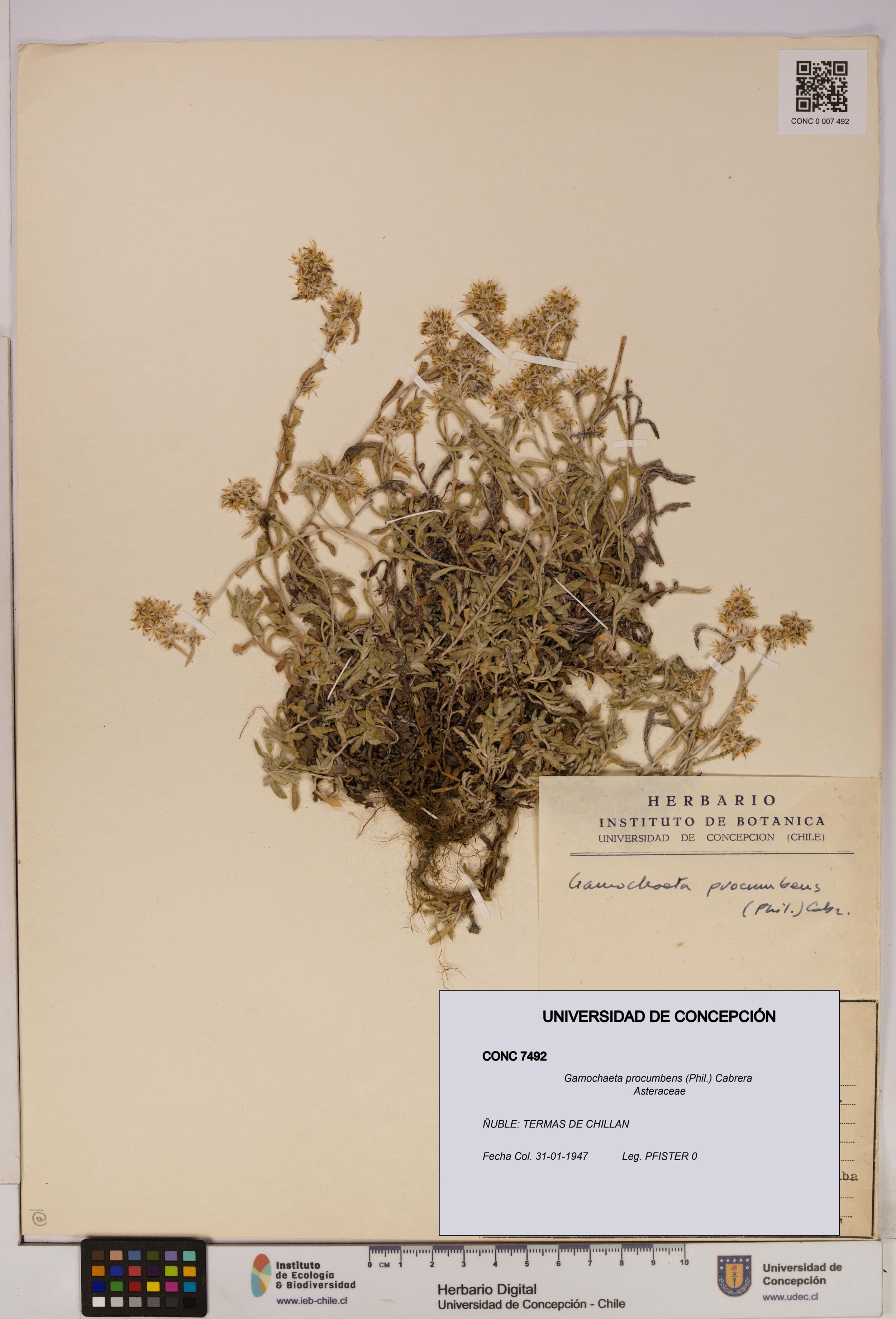 Gamochaeta procumbens [Espécimen: ]