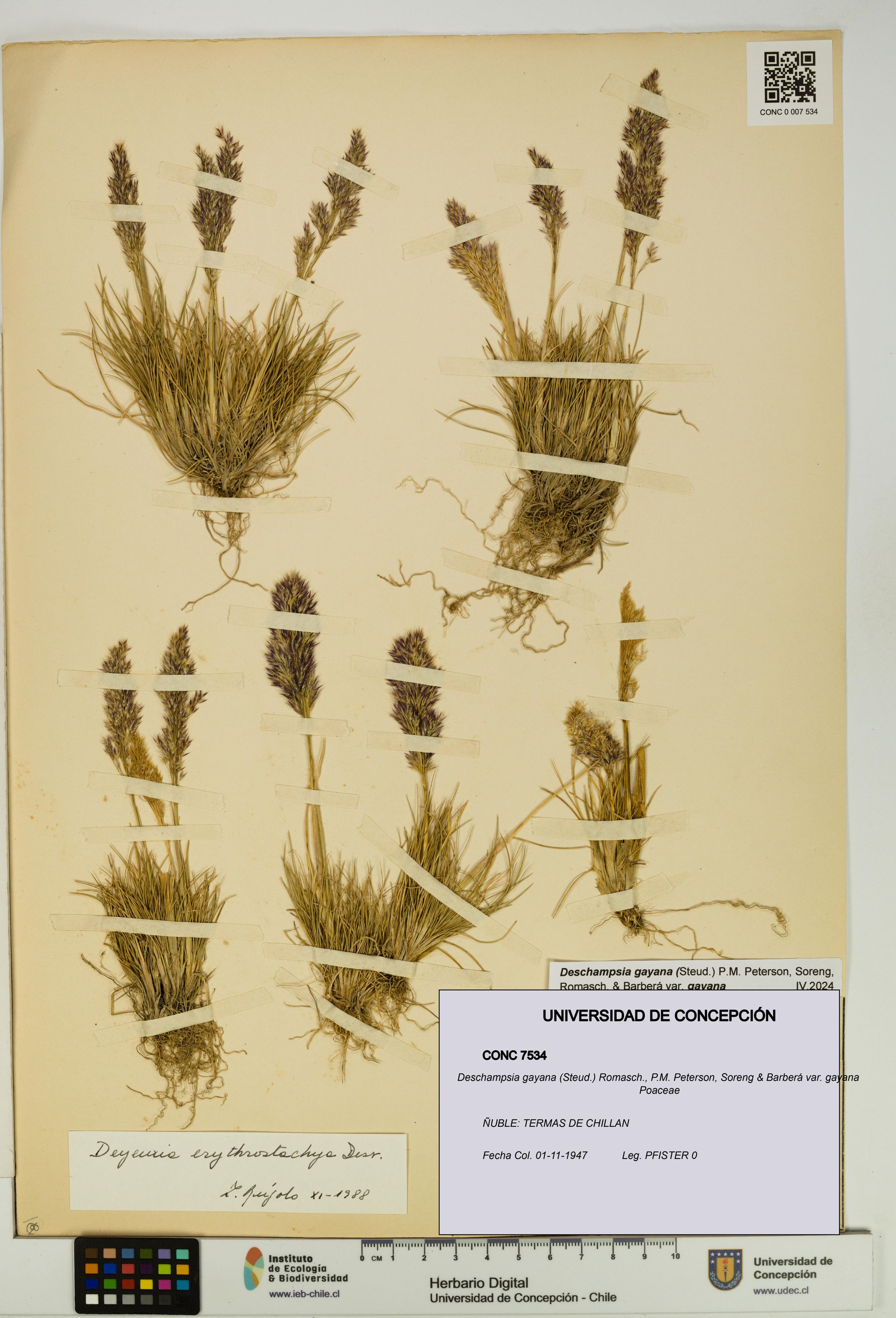 Deschampsia gayana var. gayana [Espécimen: ]