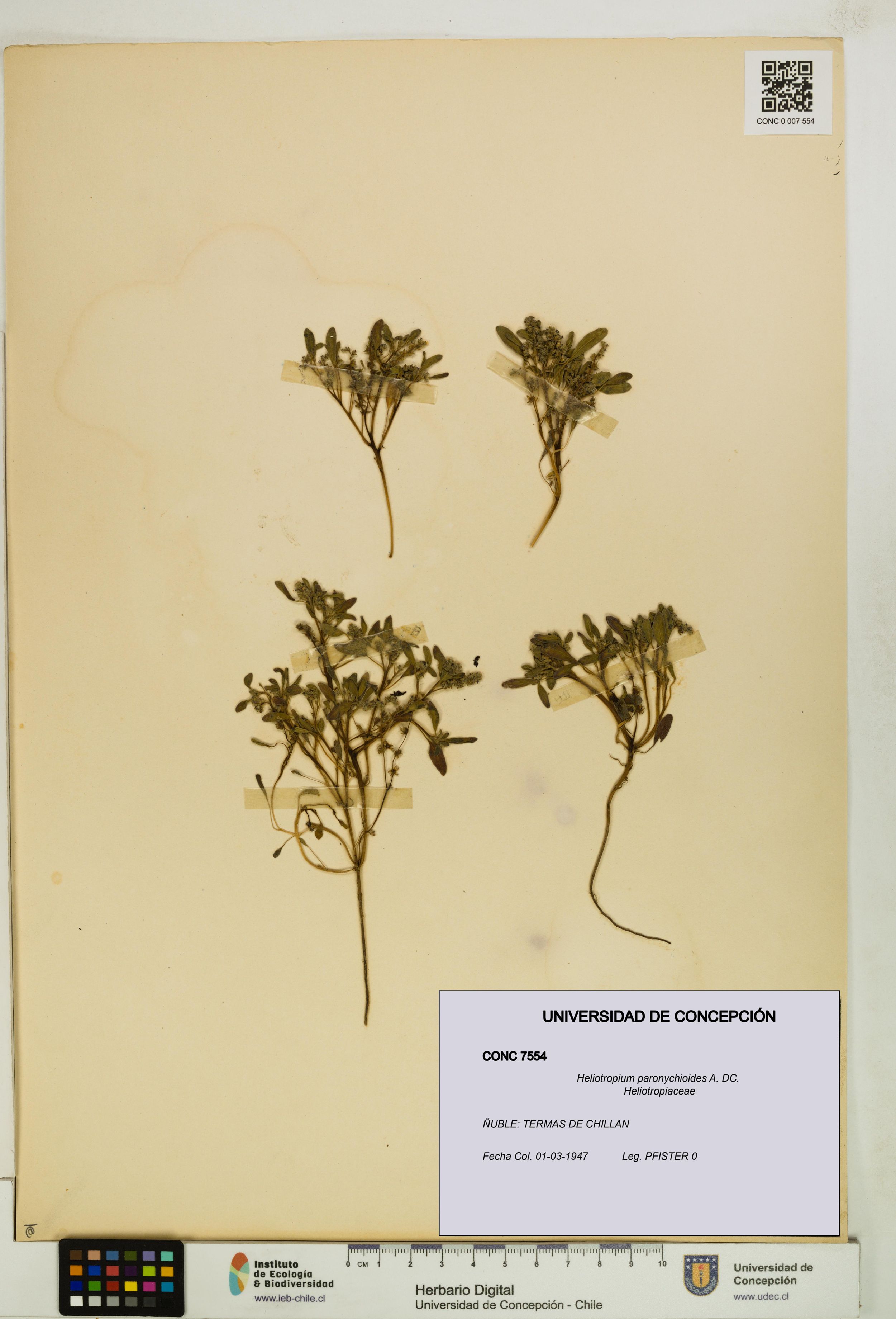 Heliotropium paronychioides [Espécimen: ]