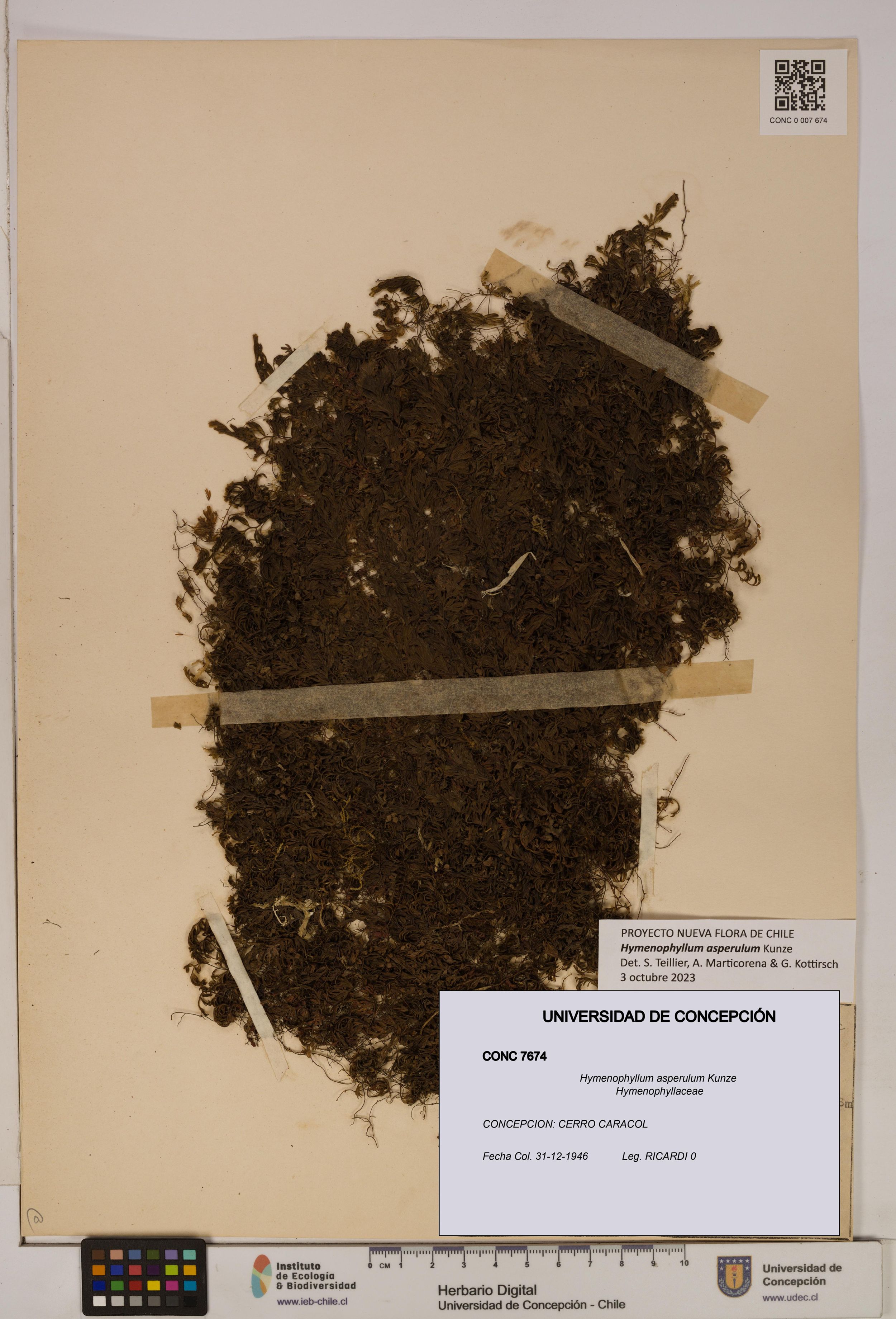 Hymenophyllum asperulum [Espécimen: ]