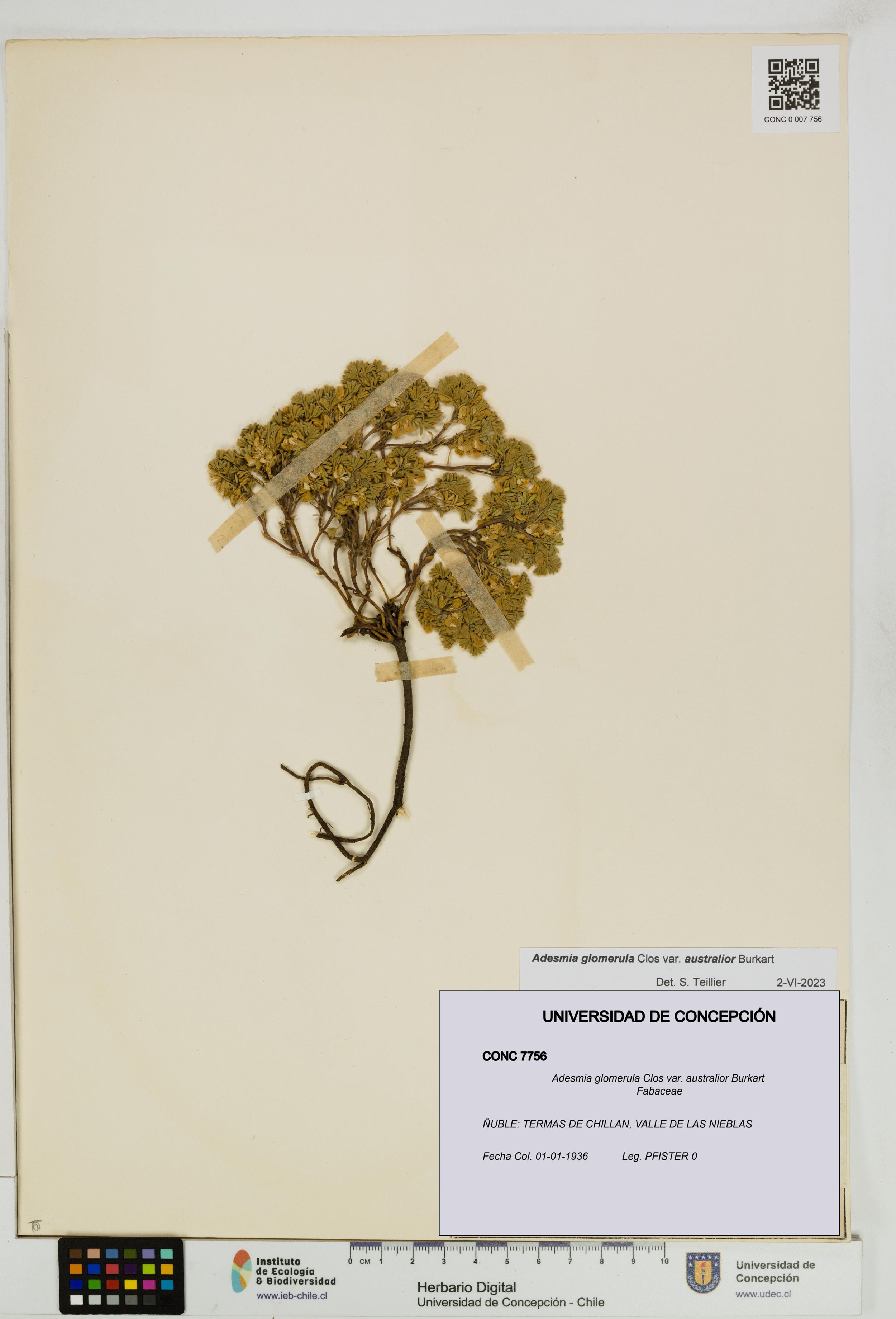 Adesmia glomerula var. australior [Espécimen: ]