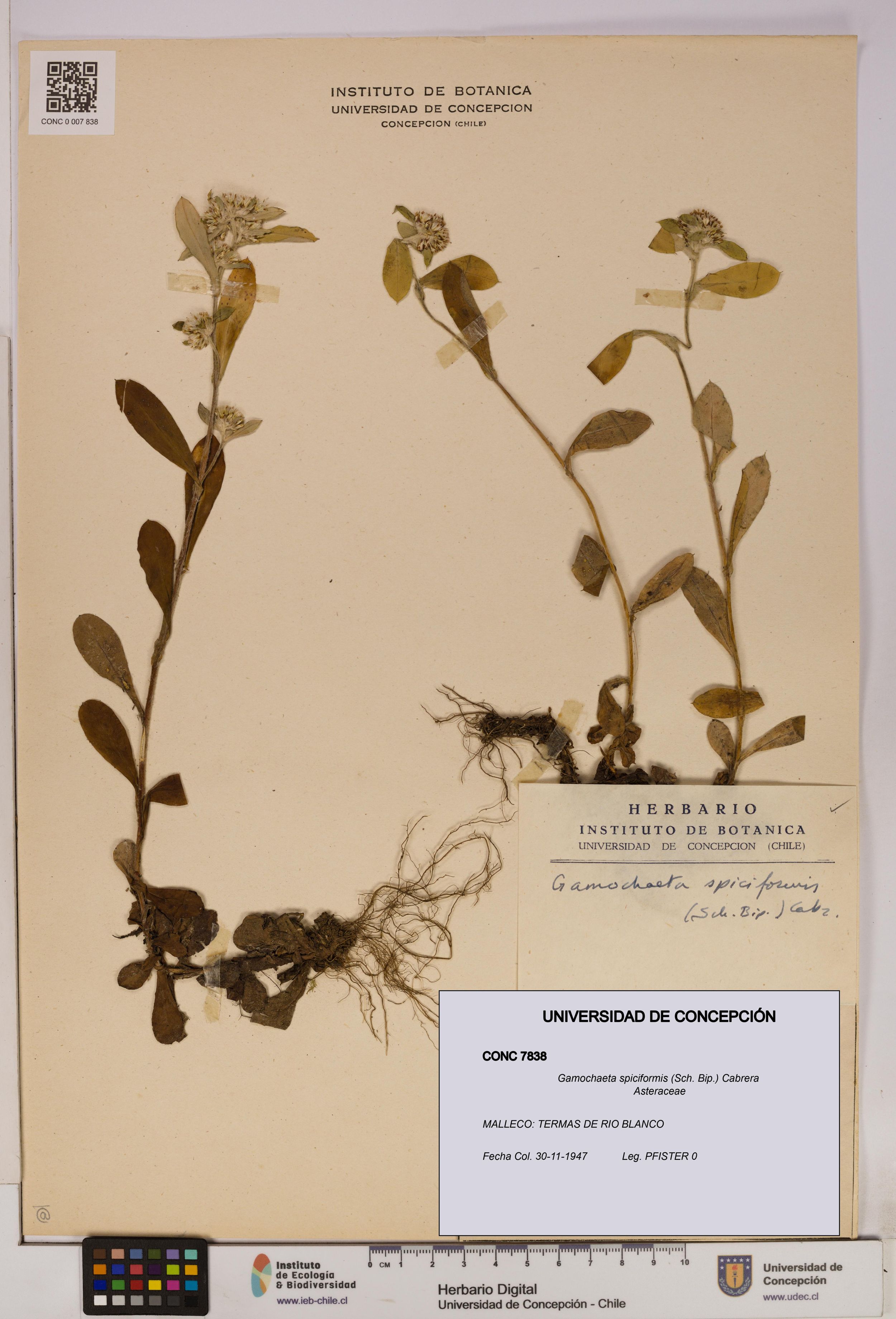 Gamochaeta spiciformis [Espécimen: ]