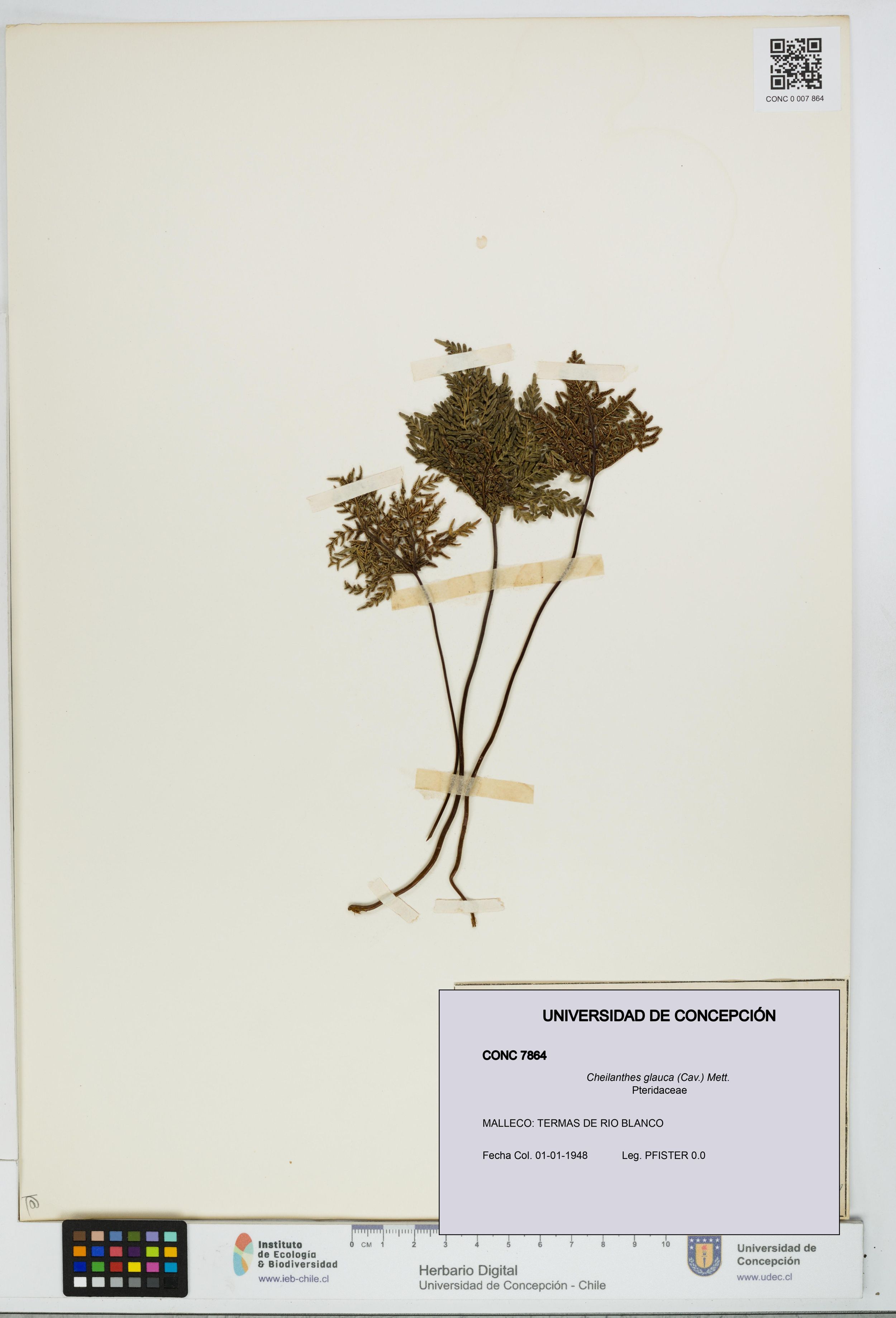 Cheilanthes glauca [Espécimen: ]