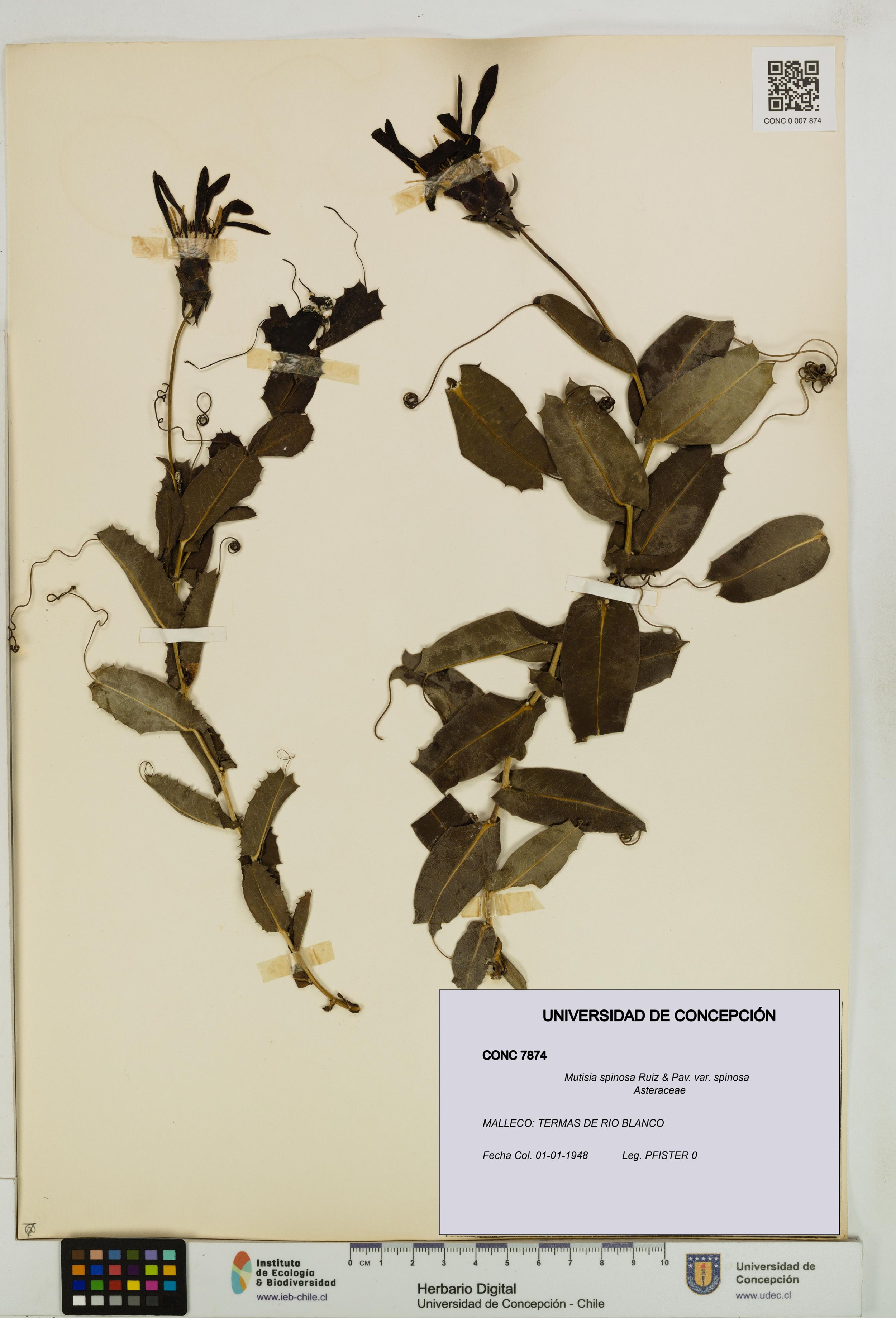 Mutisia spinosa var. spinosa [Espécimen: ]