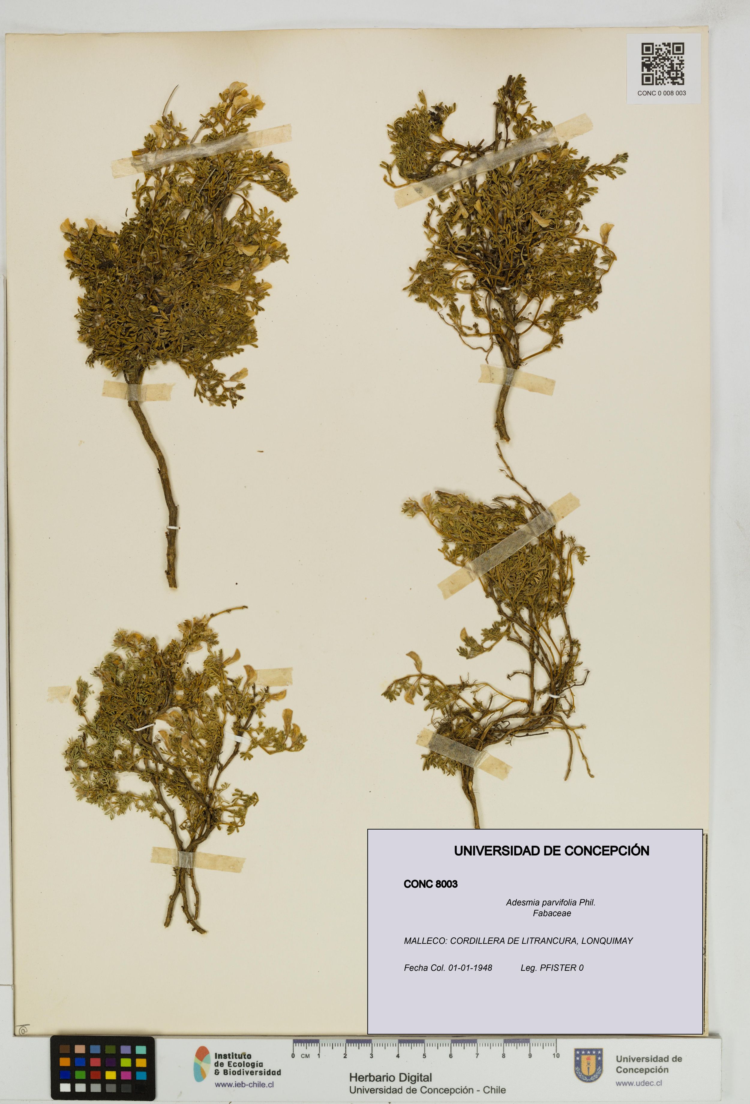 Adesmia parvifolia [Espécimen: ]