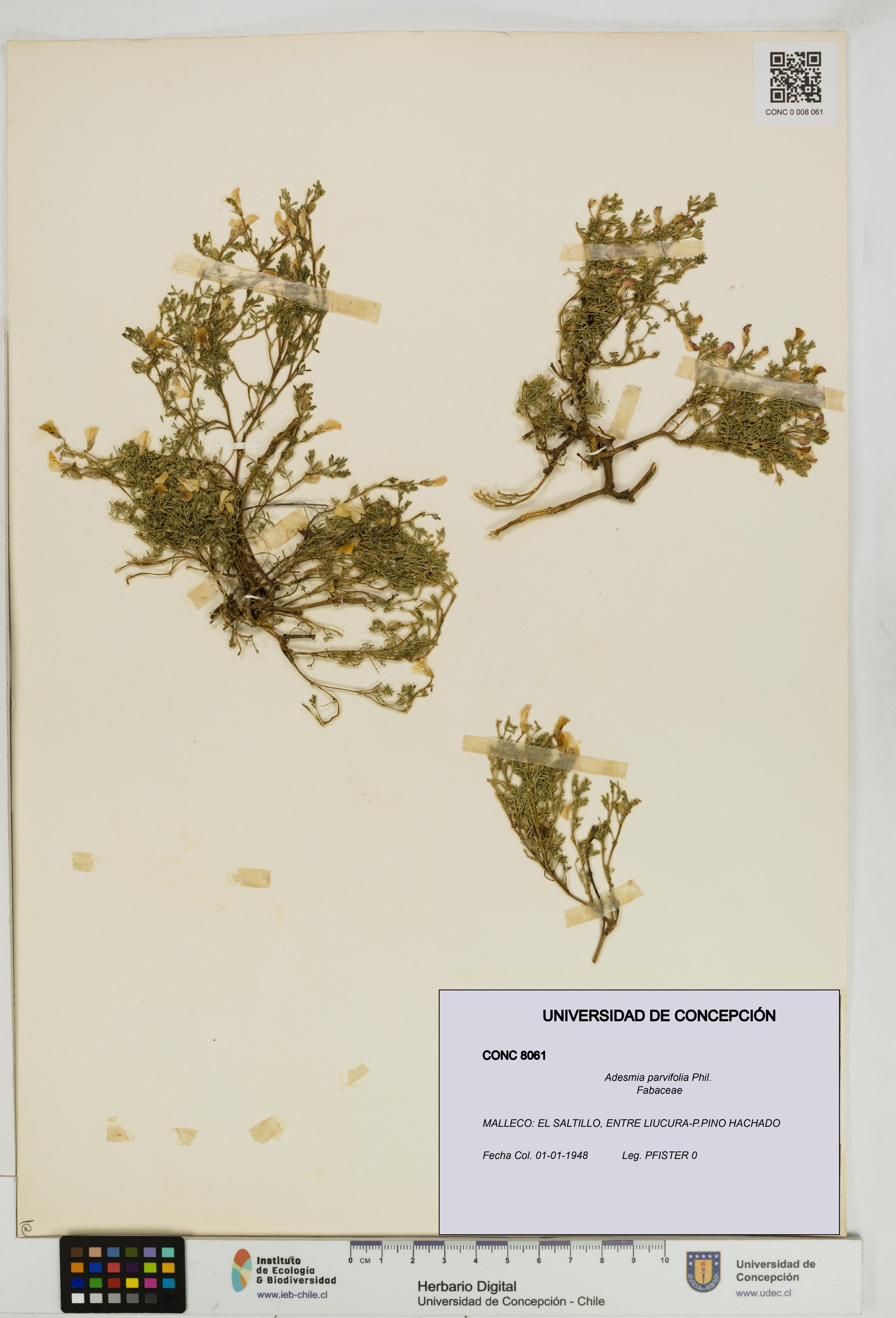 Adesmia parvifolia [Espécimen: ]
