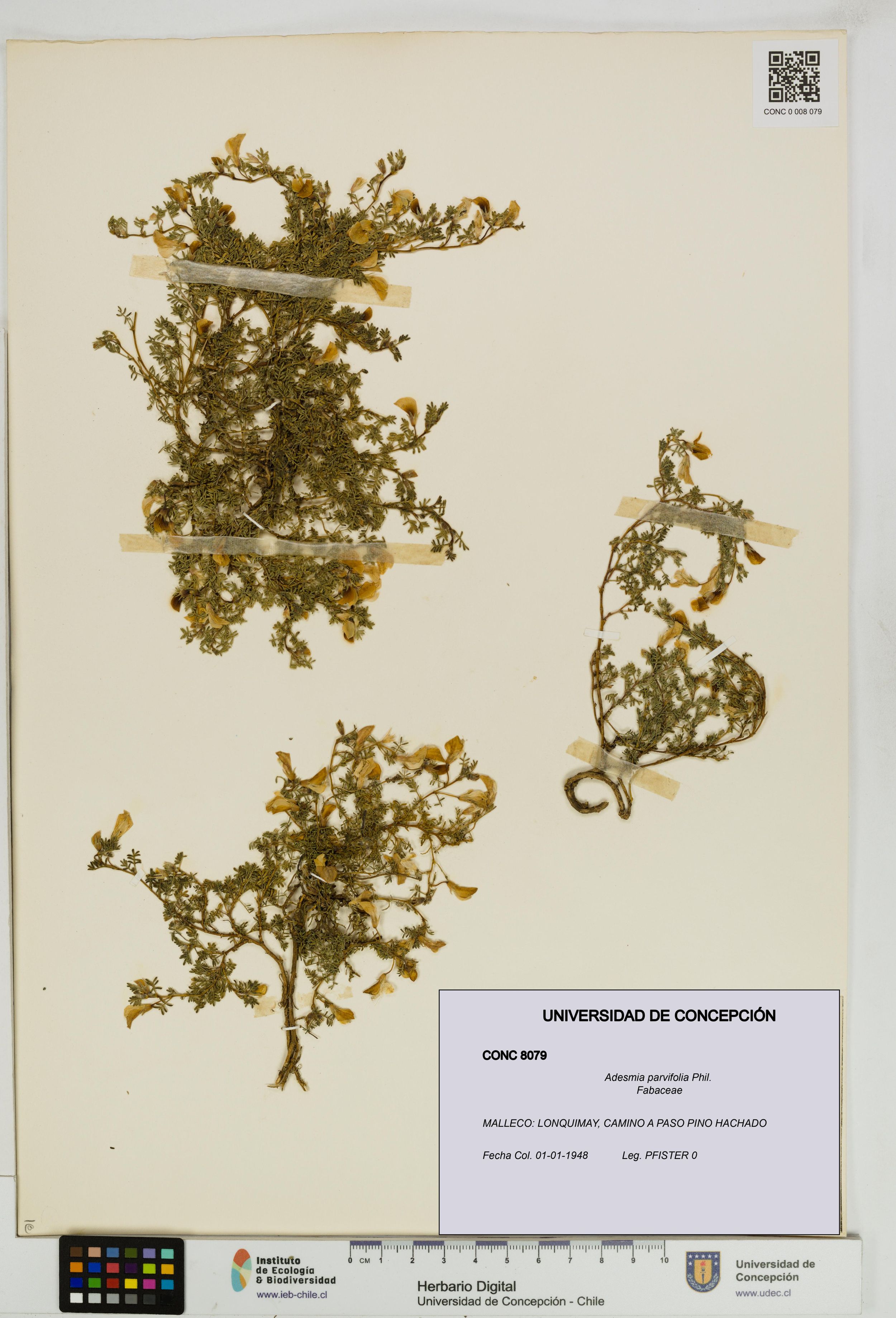 Adesmia parvifolia [Espécimen: ]