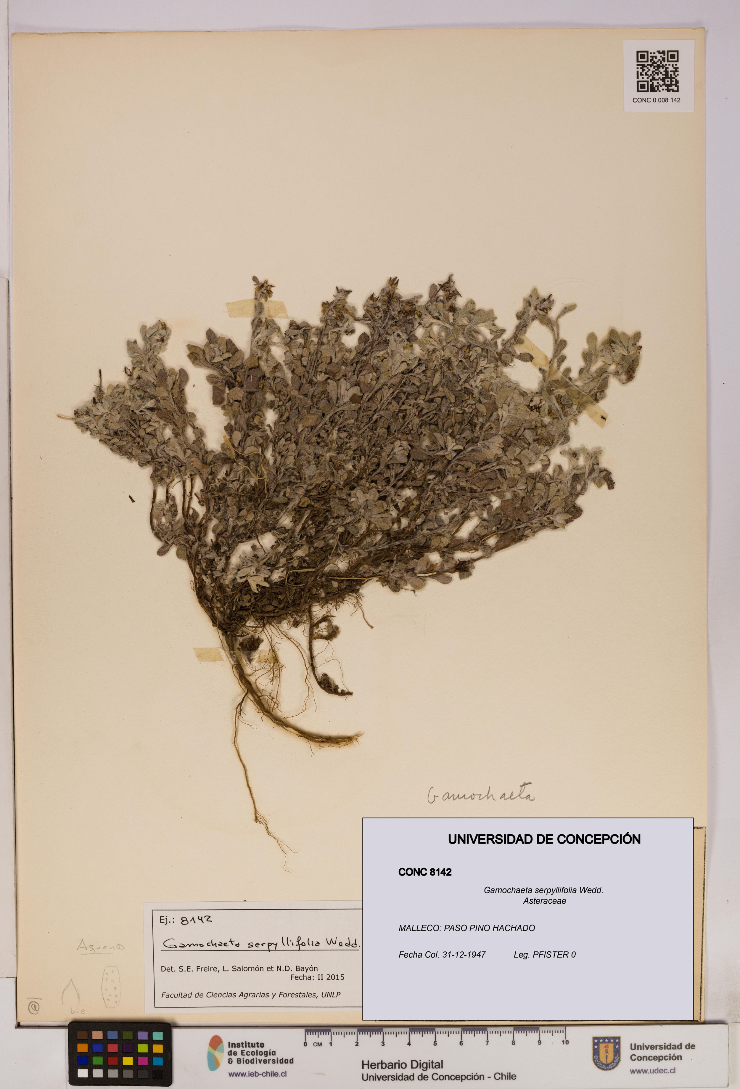 Gamochaeta serpyllifolia [Espécimen: ]