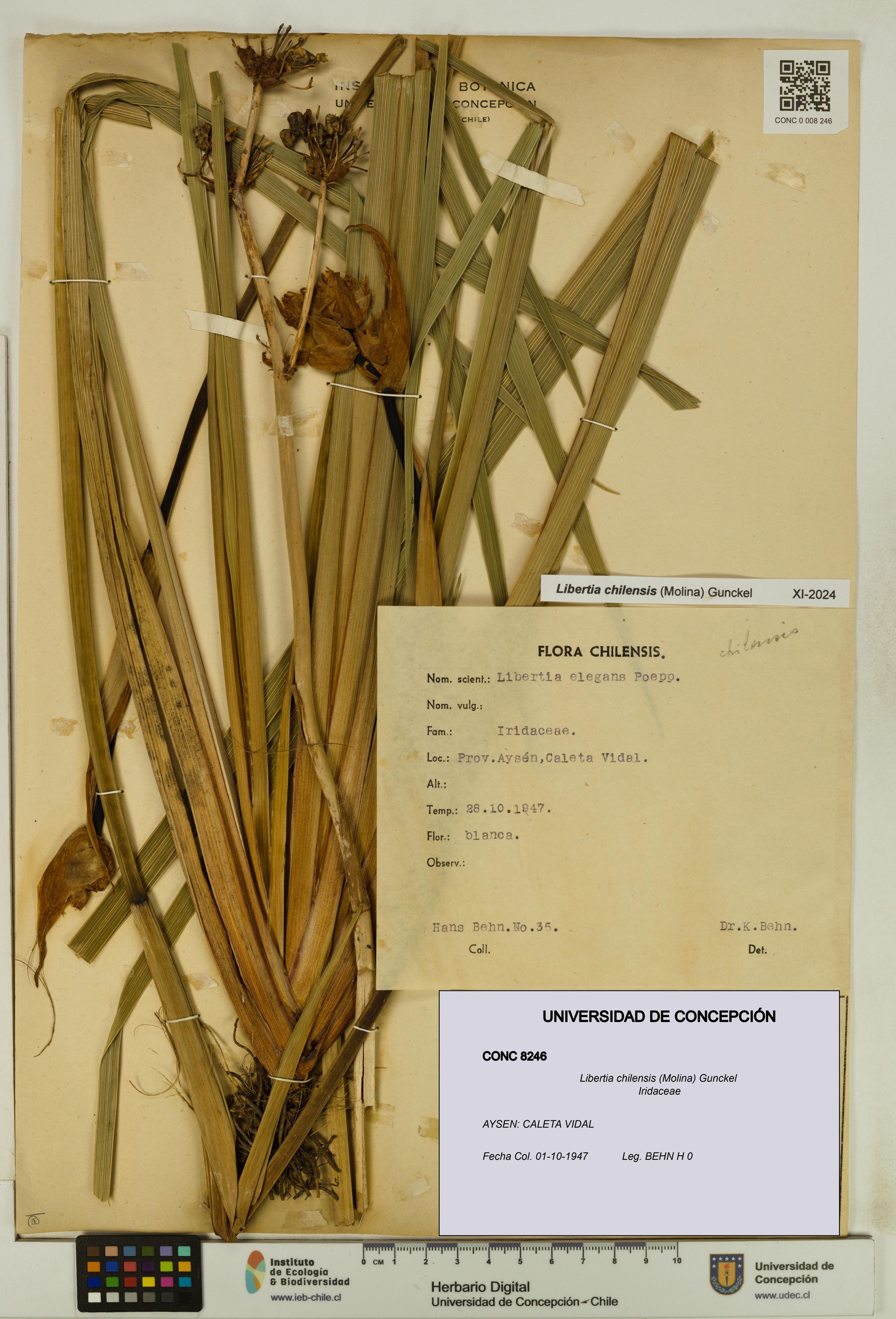 Libertia chilensis [Espécimen: ]