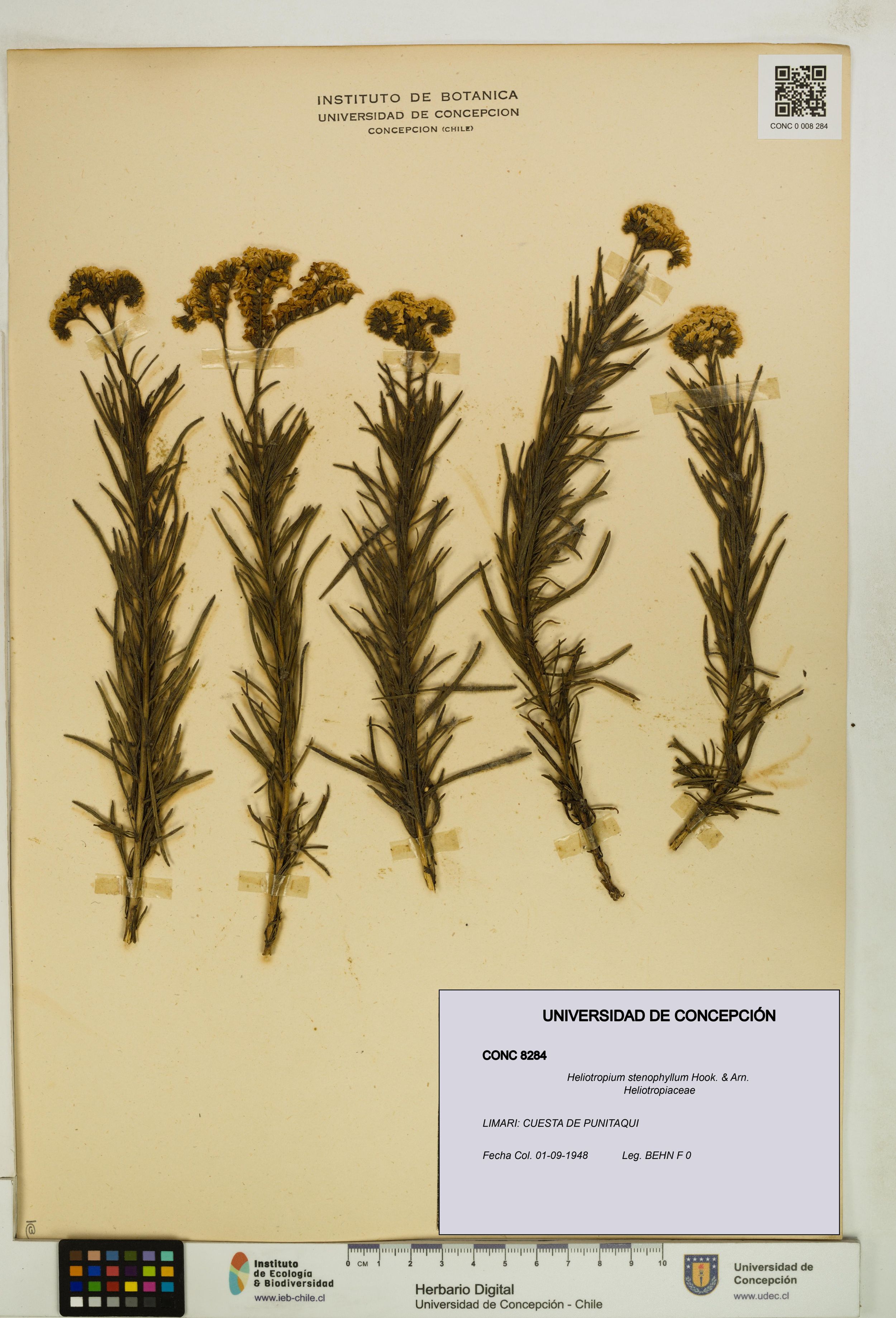 Heliotropium stenophyllum [Espécimen: ]