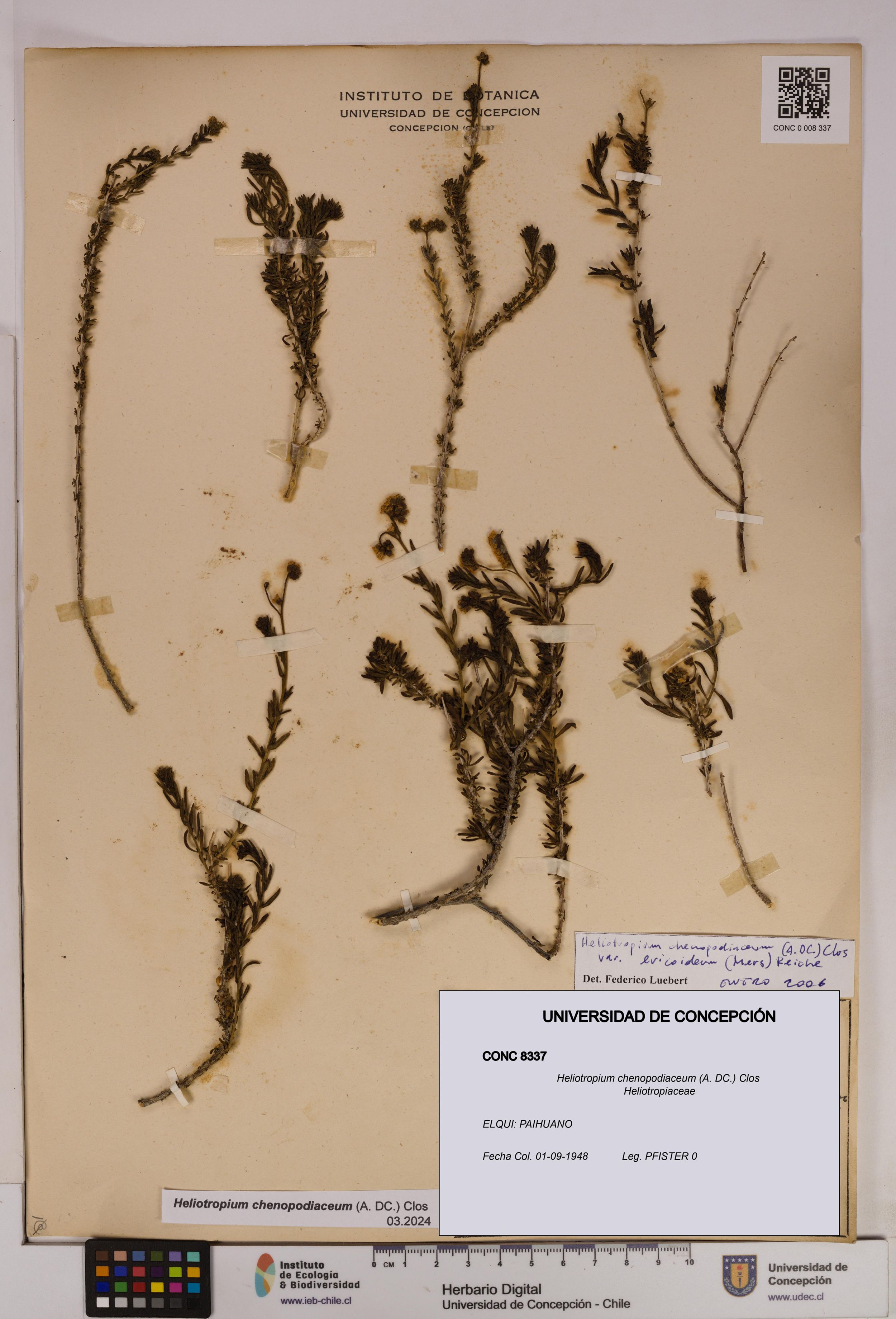 Heliotropium chenopodiaceum [Espécimen: ]