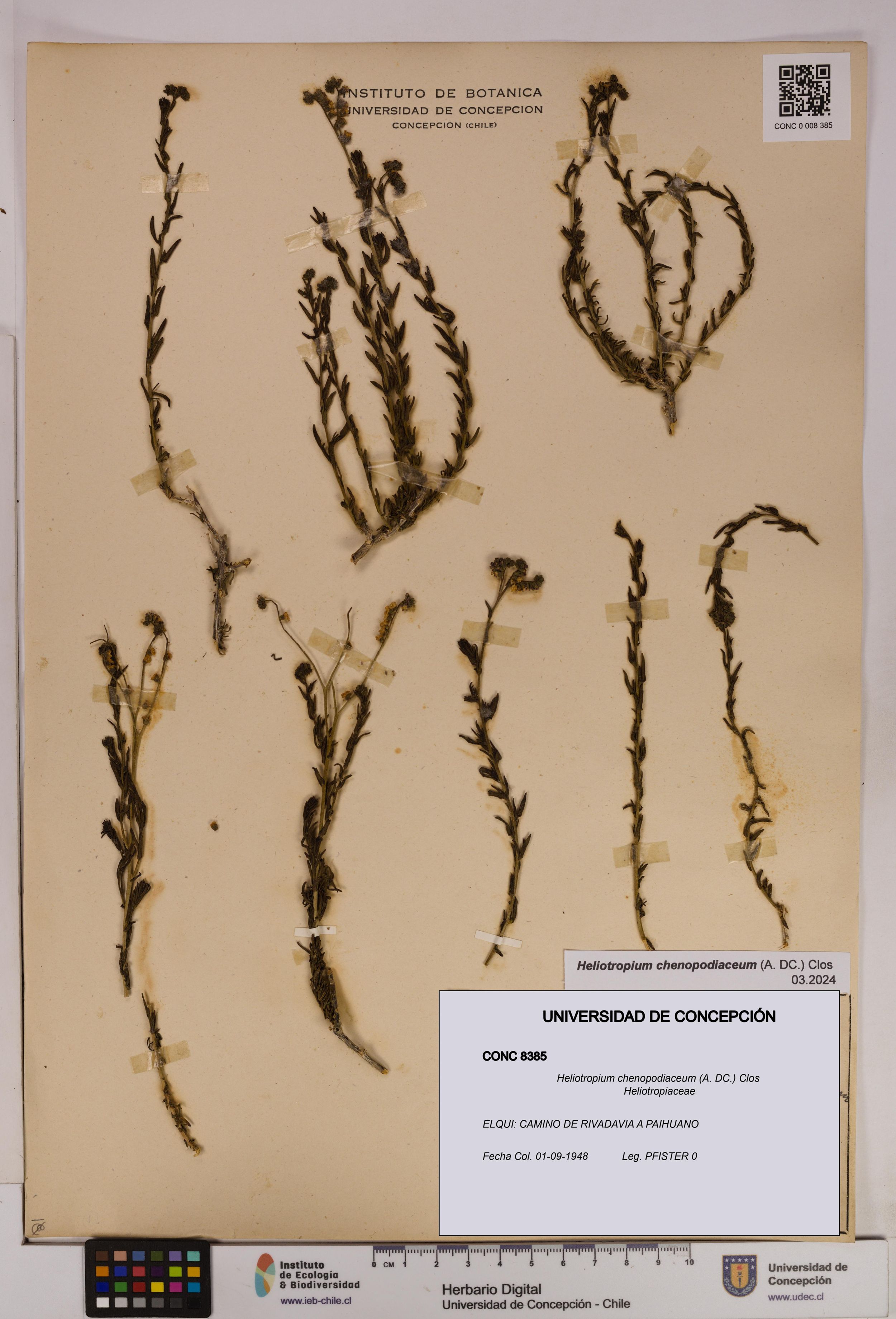 Heliotropium chenopodiaceum [Espécimen: ]