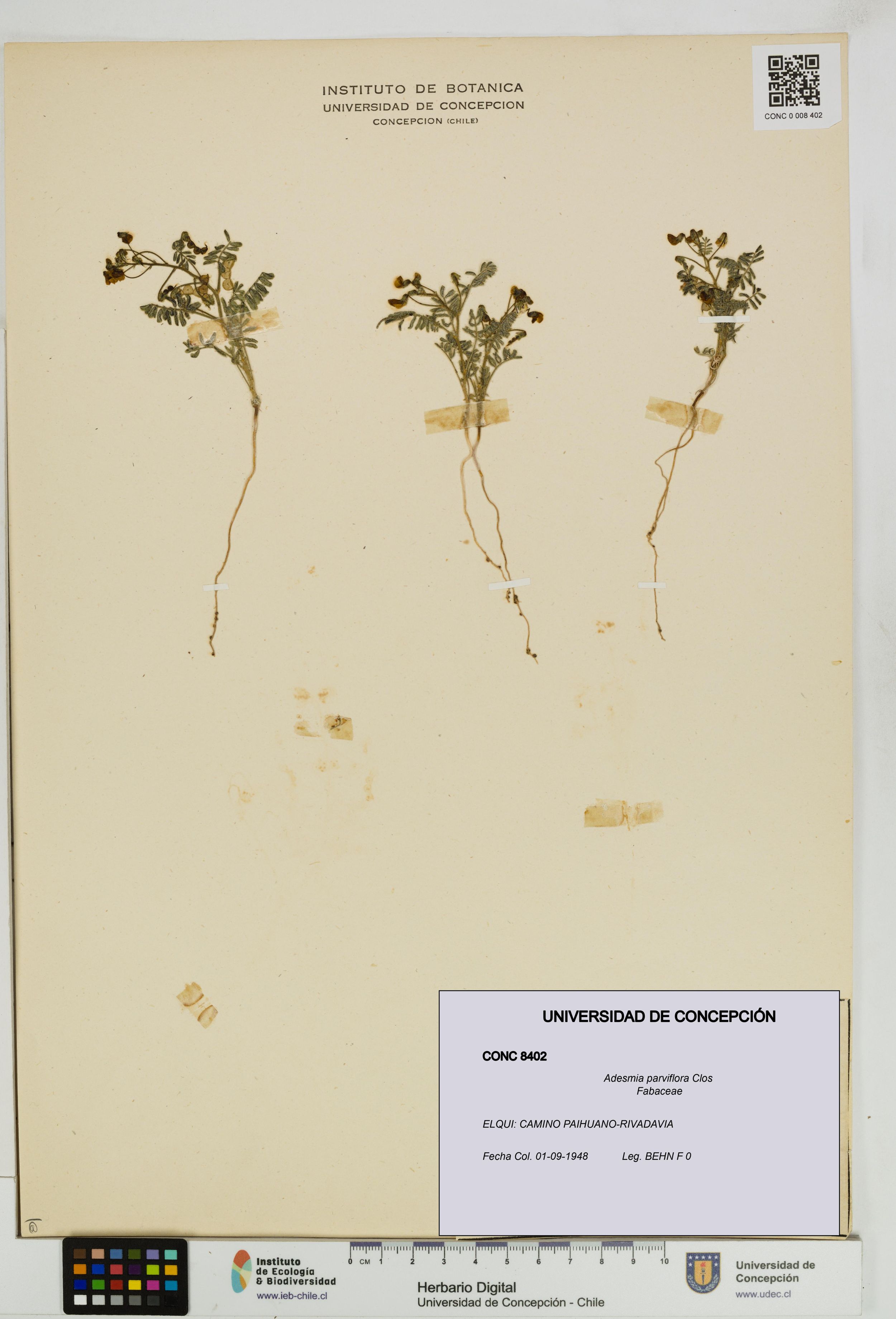 Adesmia parviflora [Espécimen: ]