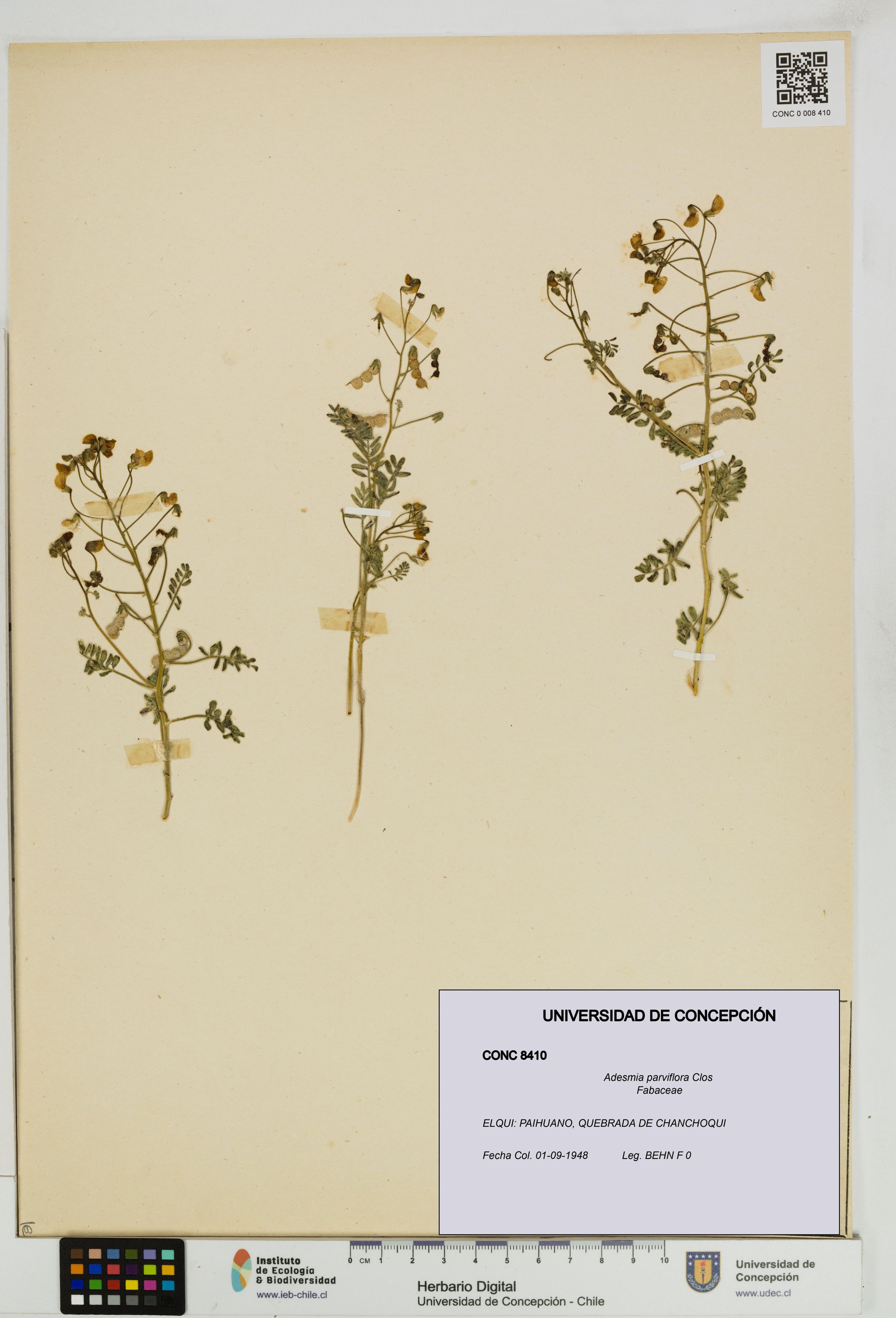 Adesmia parviflora [Espécimen: ]
