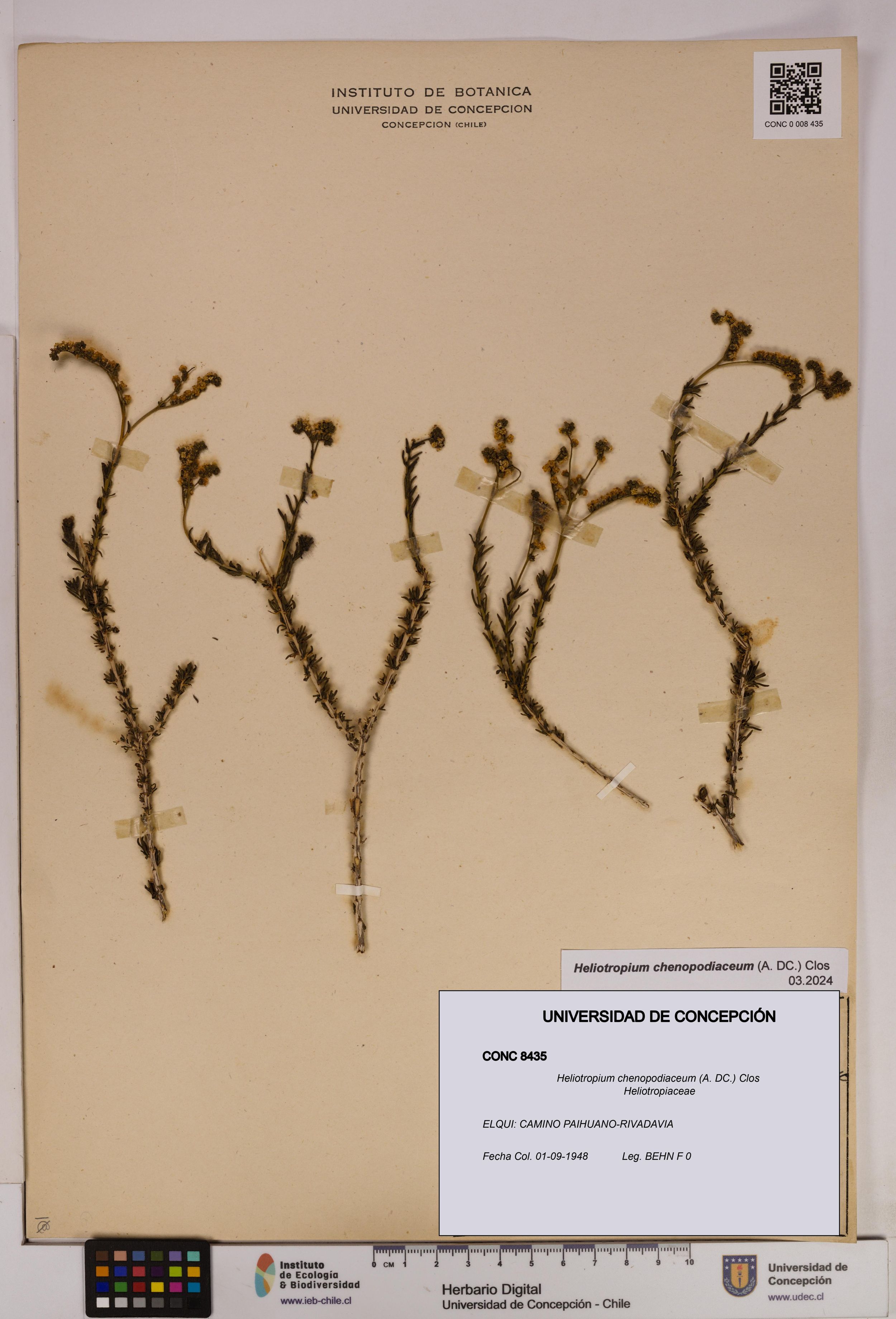 Heliotropium chenopodiaceum [Espécimen: ]