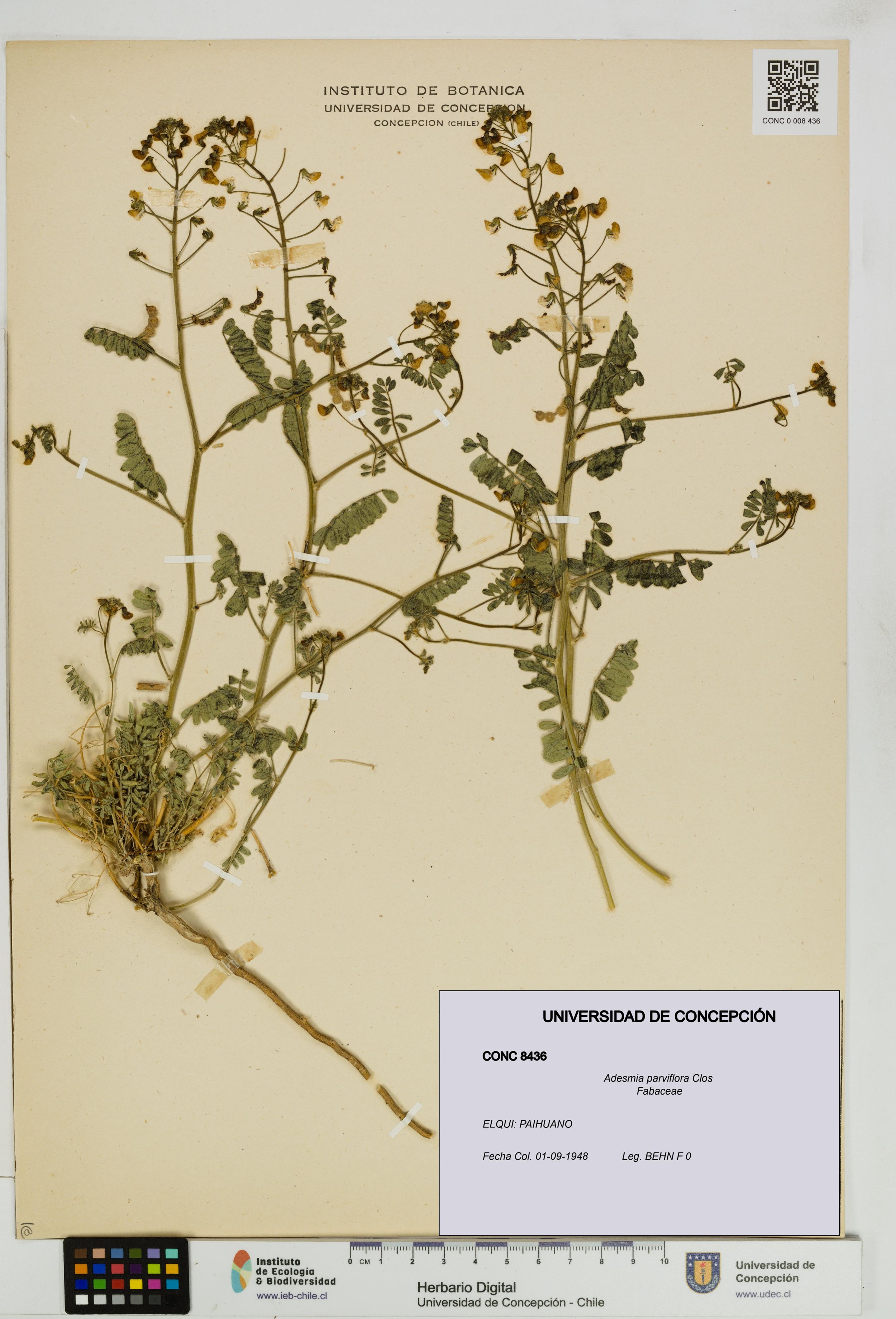 Adesmia parviflora [Espécimen: ]