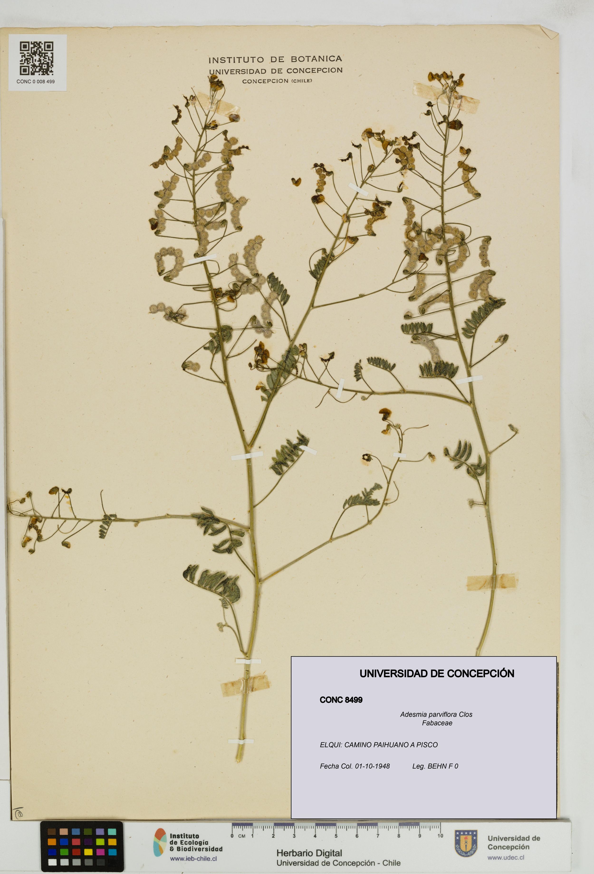 Adesmia parviflora [Espécimen: ]