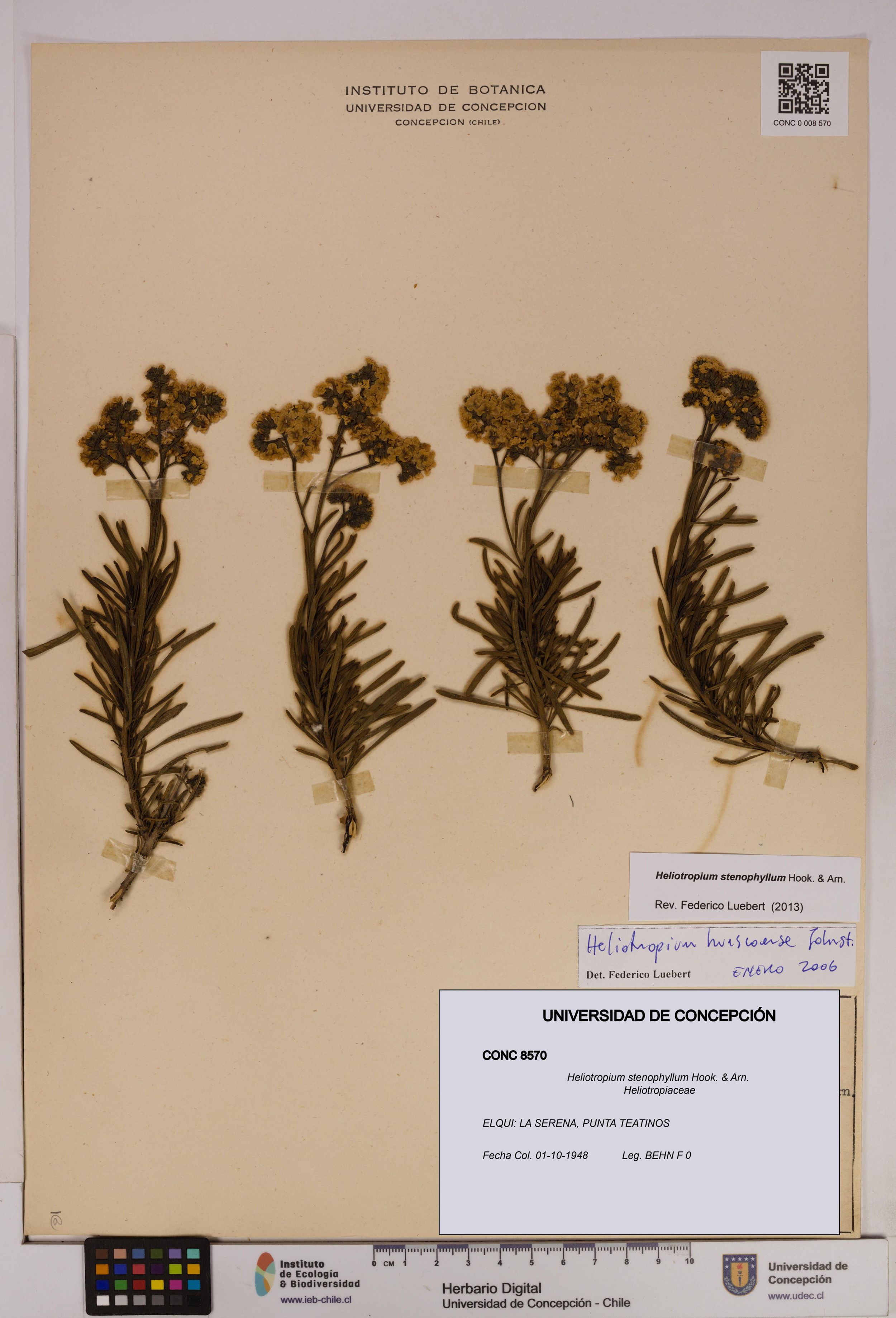 Heliotropium stenophyllum [Espécimen: ]