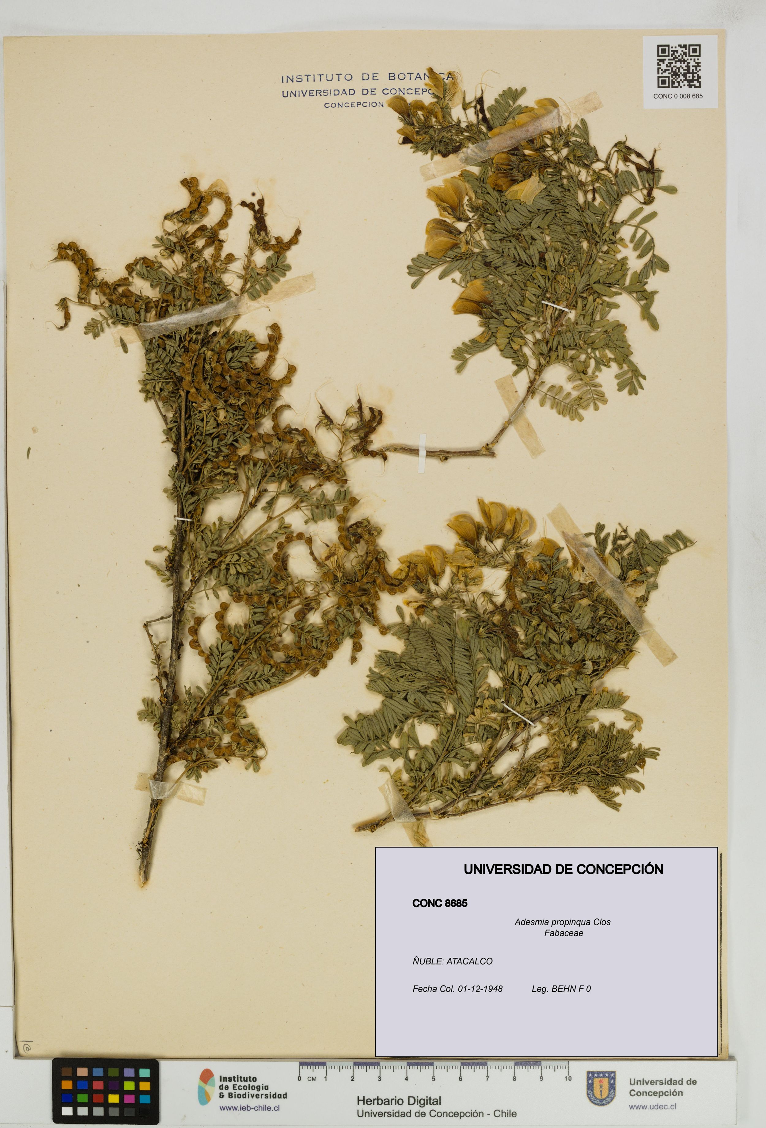 Adesmia propinqua [Espécimen: ]