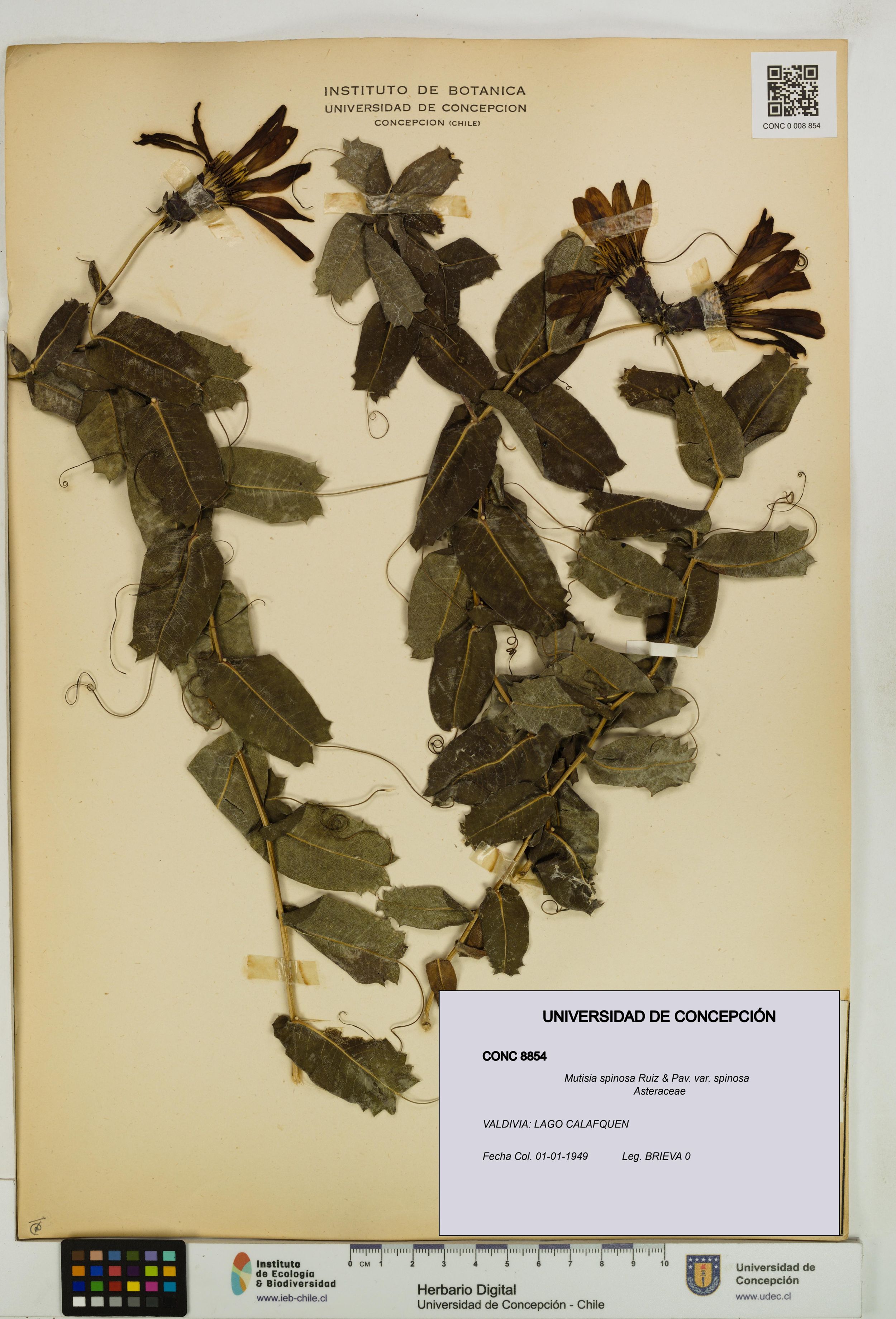 Mutisia spinosa var. spinosa [Espécimen: ]