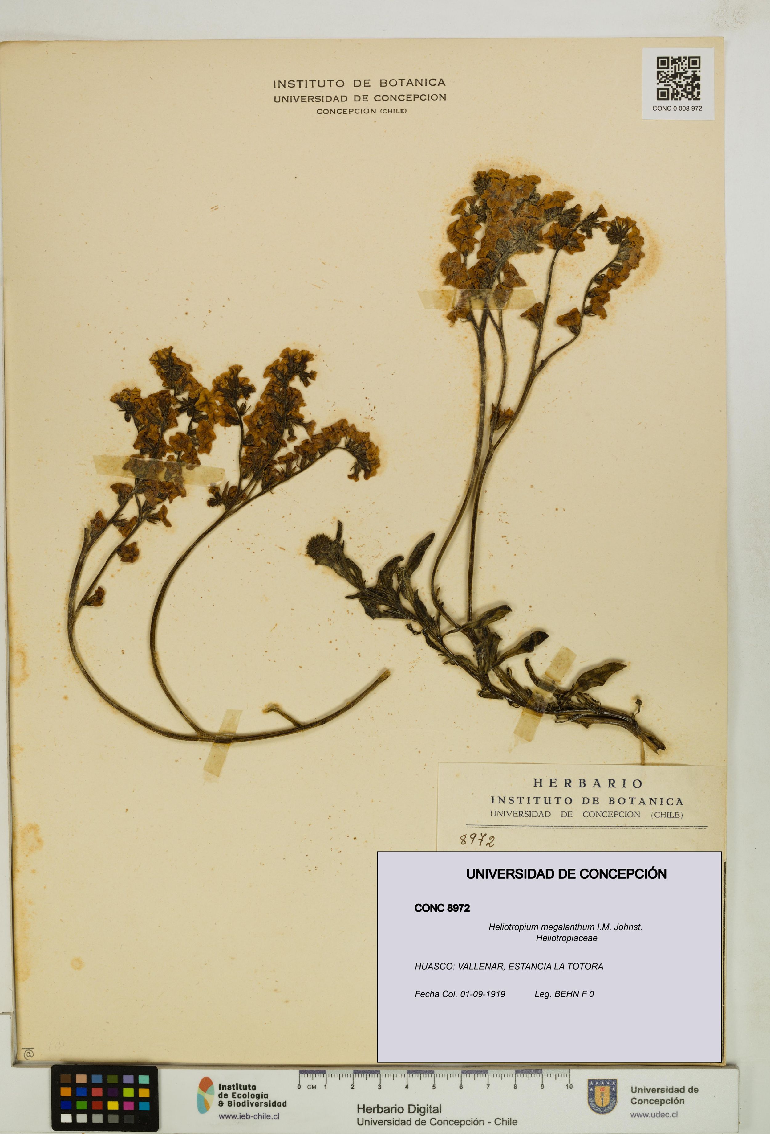 Heliotropium megalanthum [Espécimen: ]