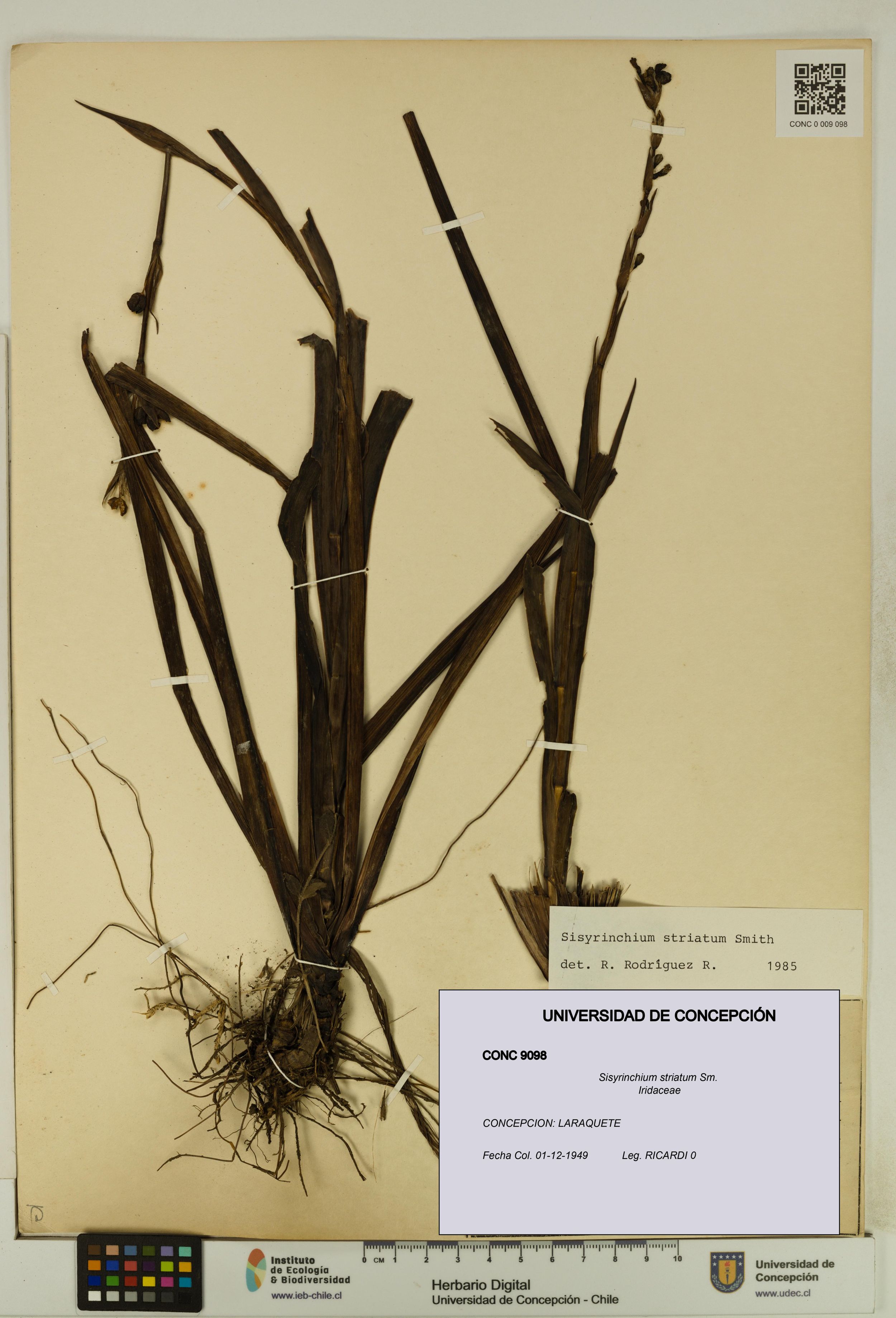 Sisyrinchium striatum [Espécimen: ]