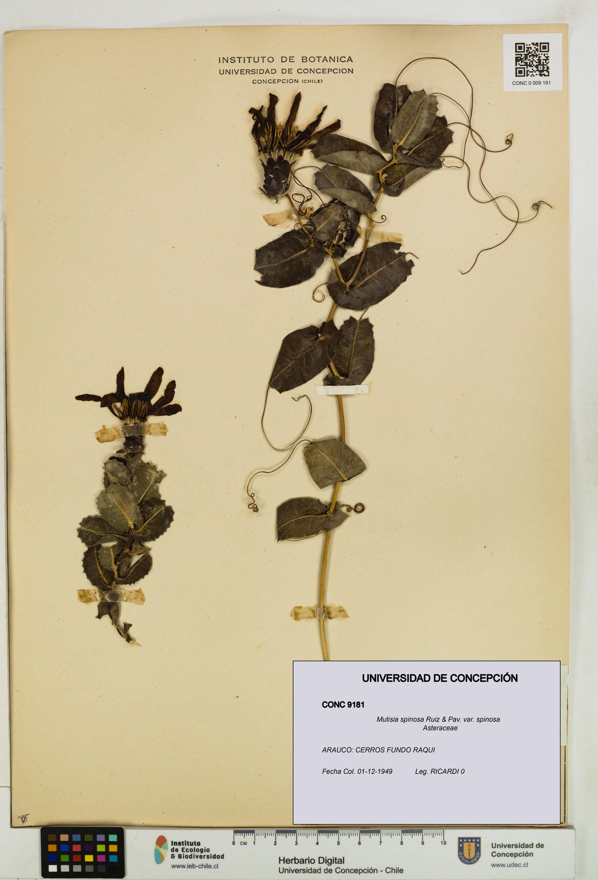 Mutisia spinosa var. spinosa [Espécimen: ]