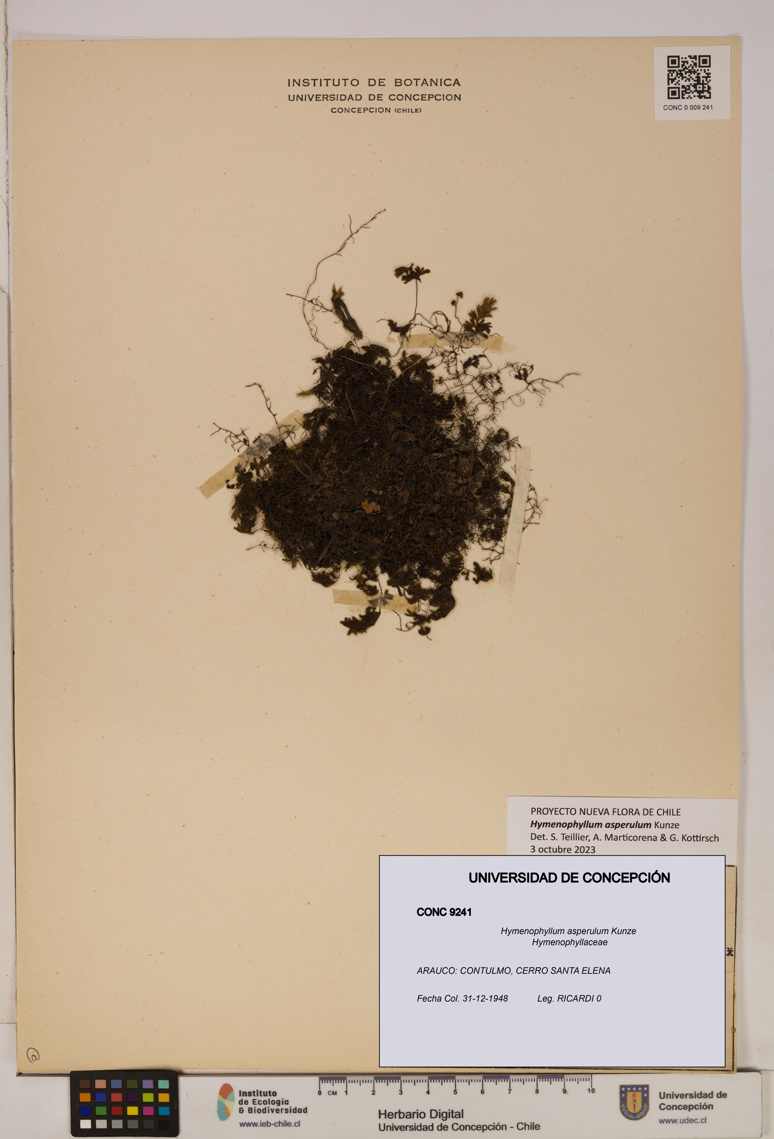 Hymenophyllum asperulum [Espécimen: ]