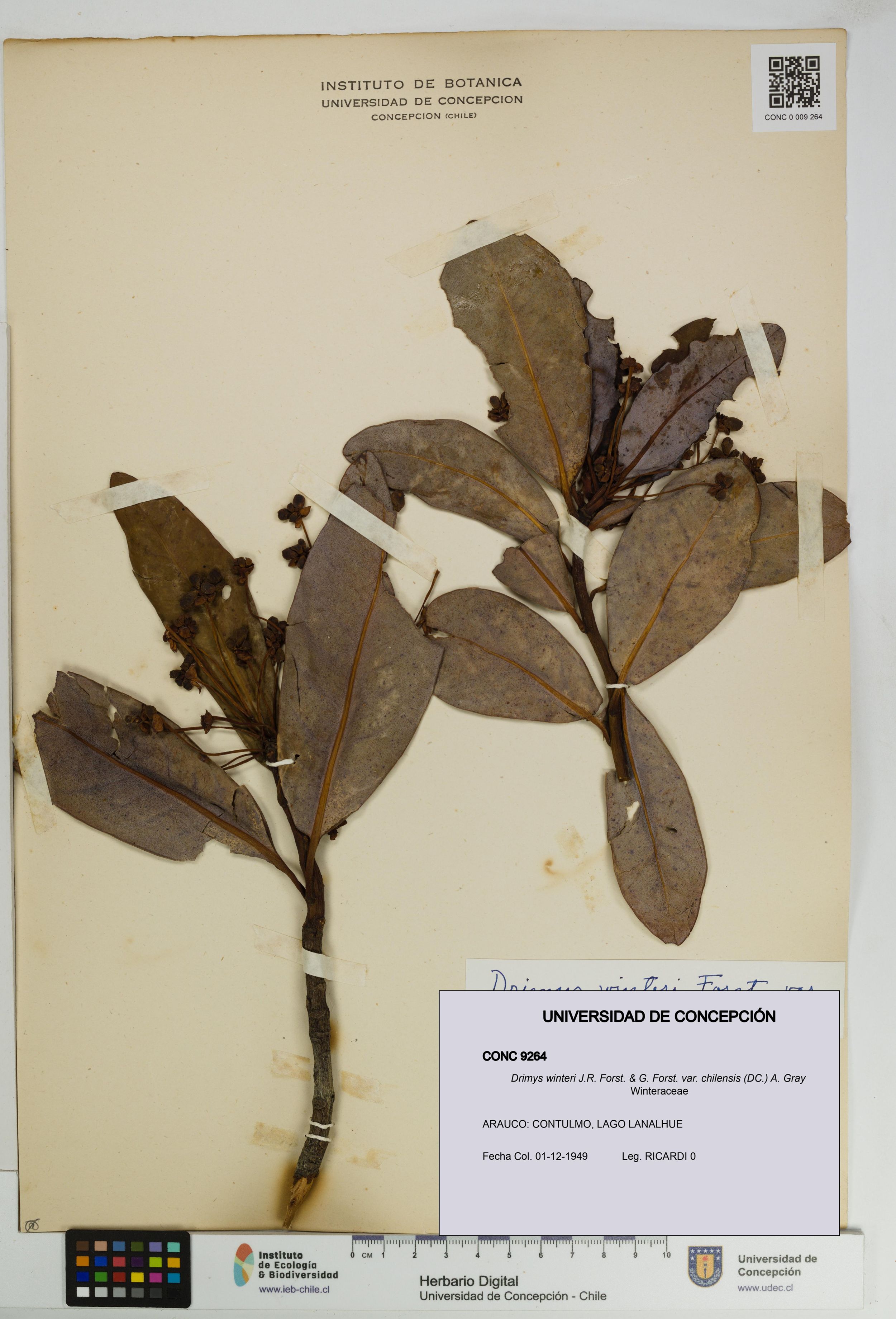 Drimys winteri var. chilensis [Espécimen: ]