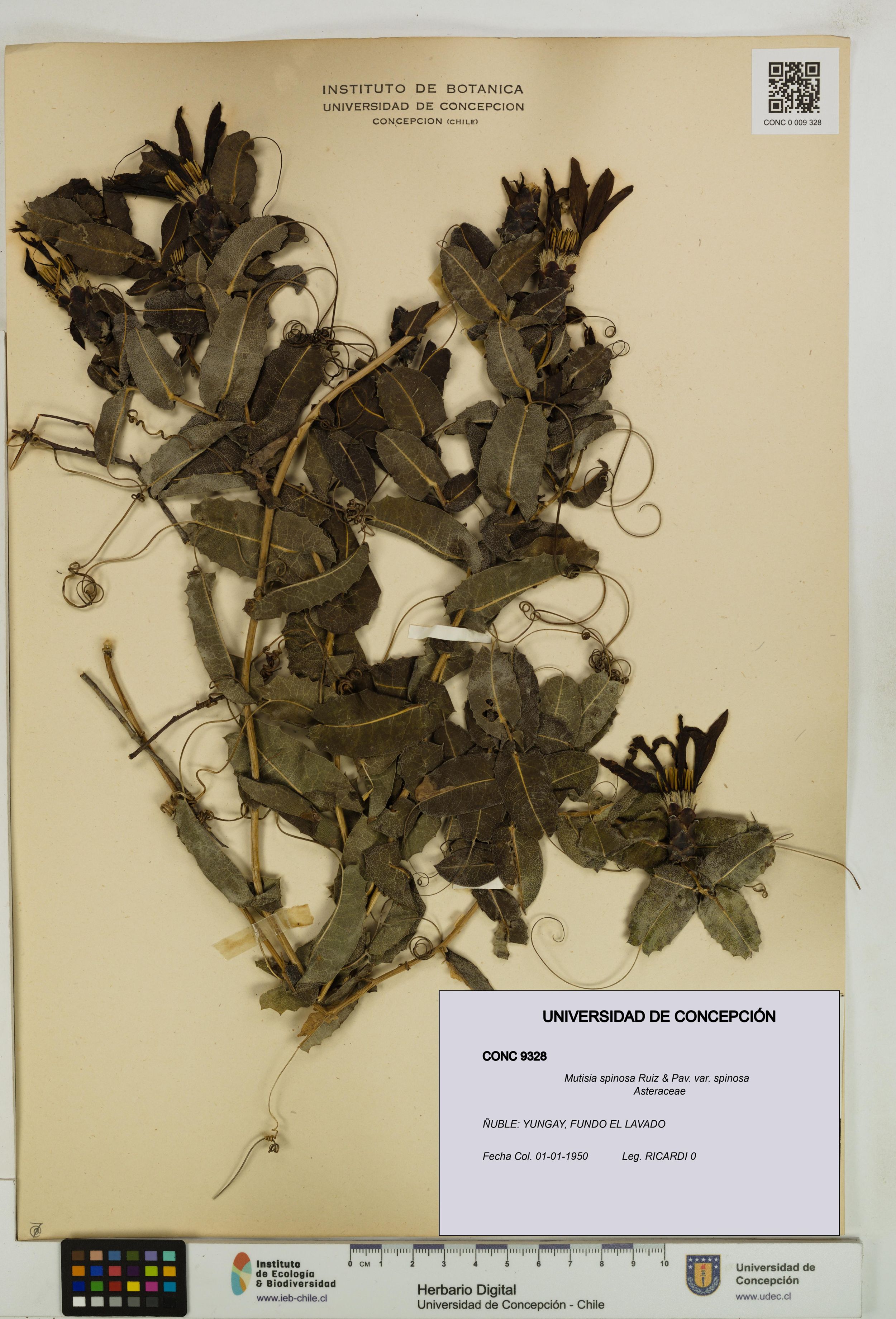 Mutisia spinosa var. spinosa [Espécimen: ]