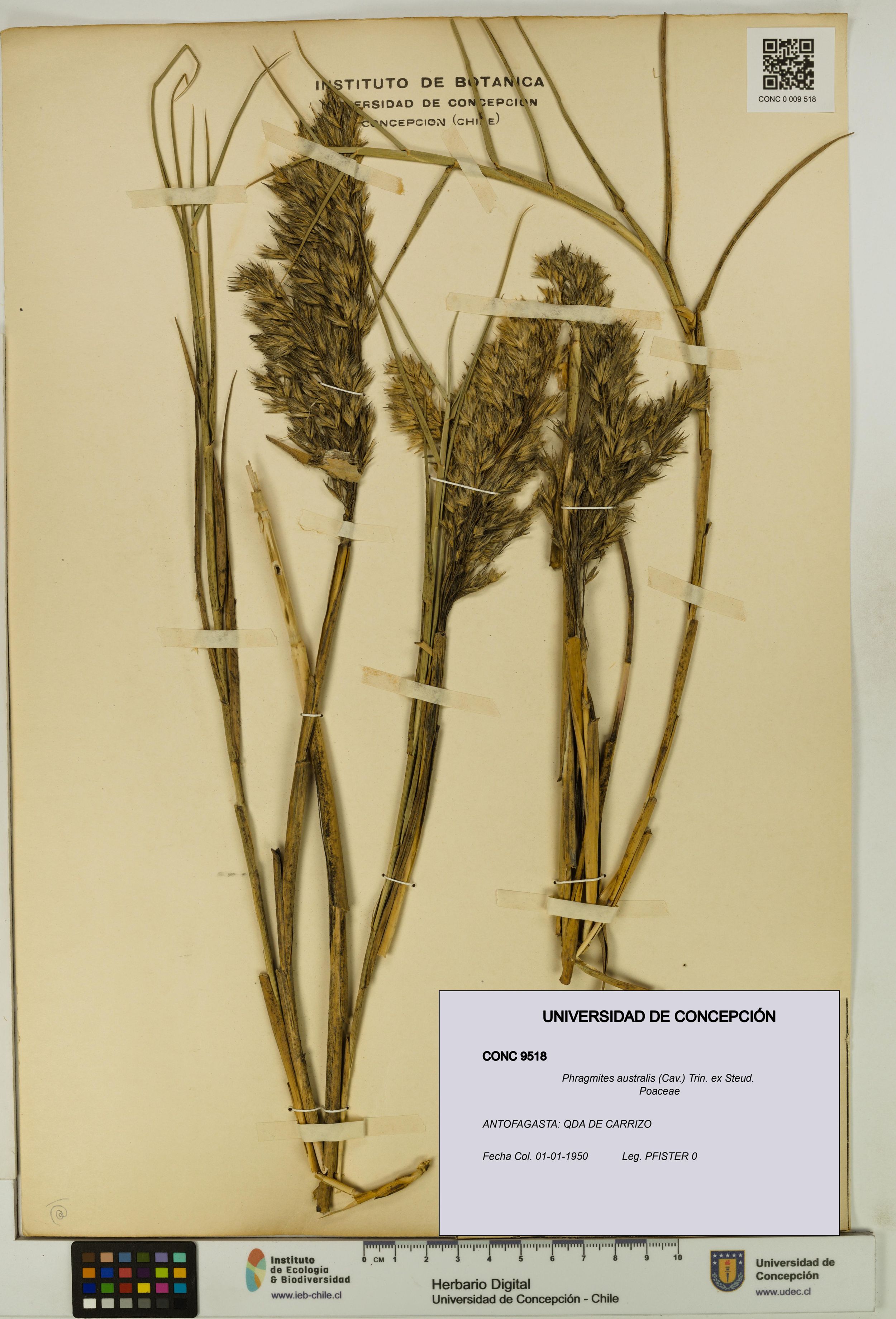 Phragmites australis [Espécimen: ]