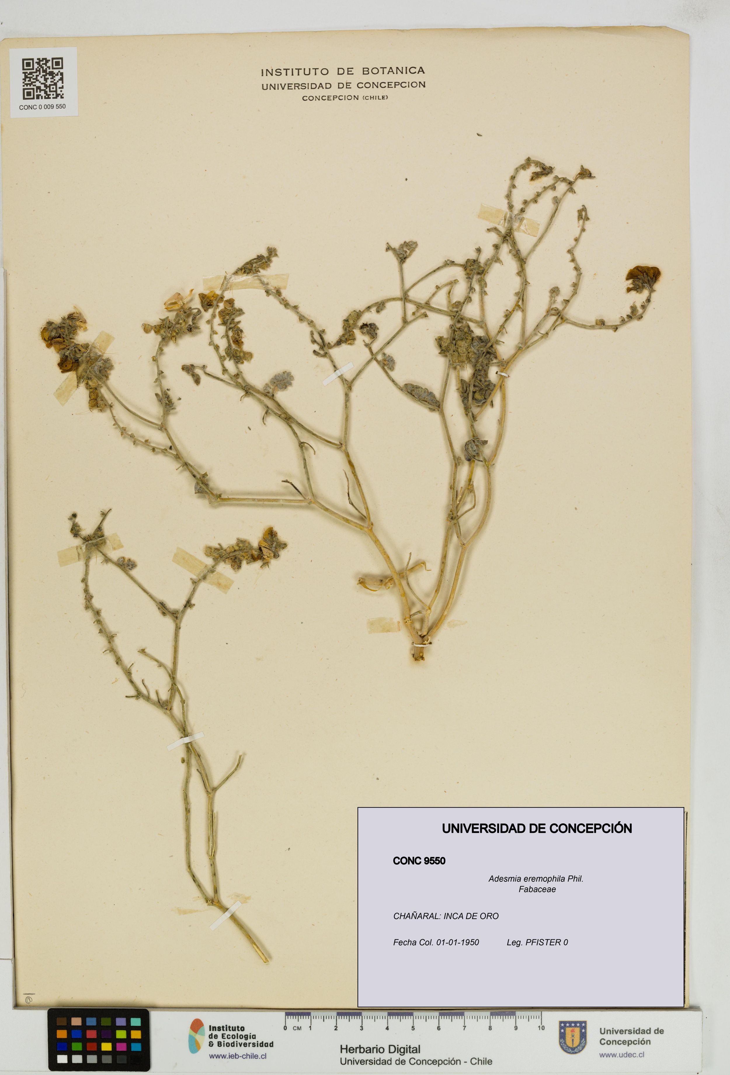 Adesmia eremophila [Espécimen: ]