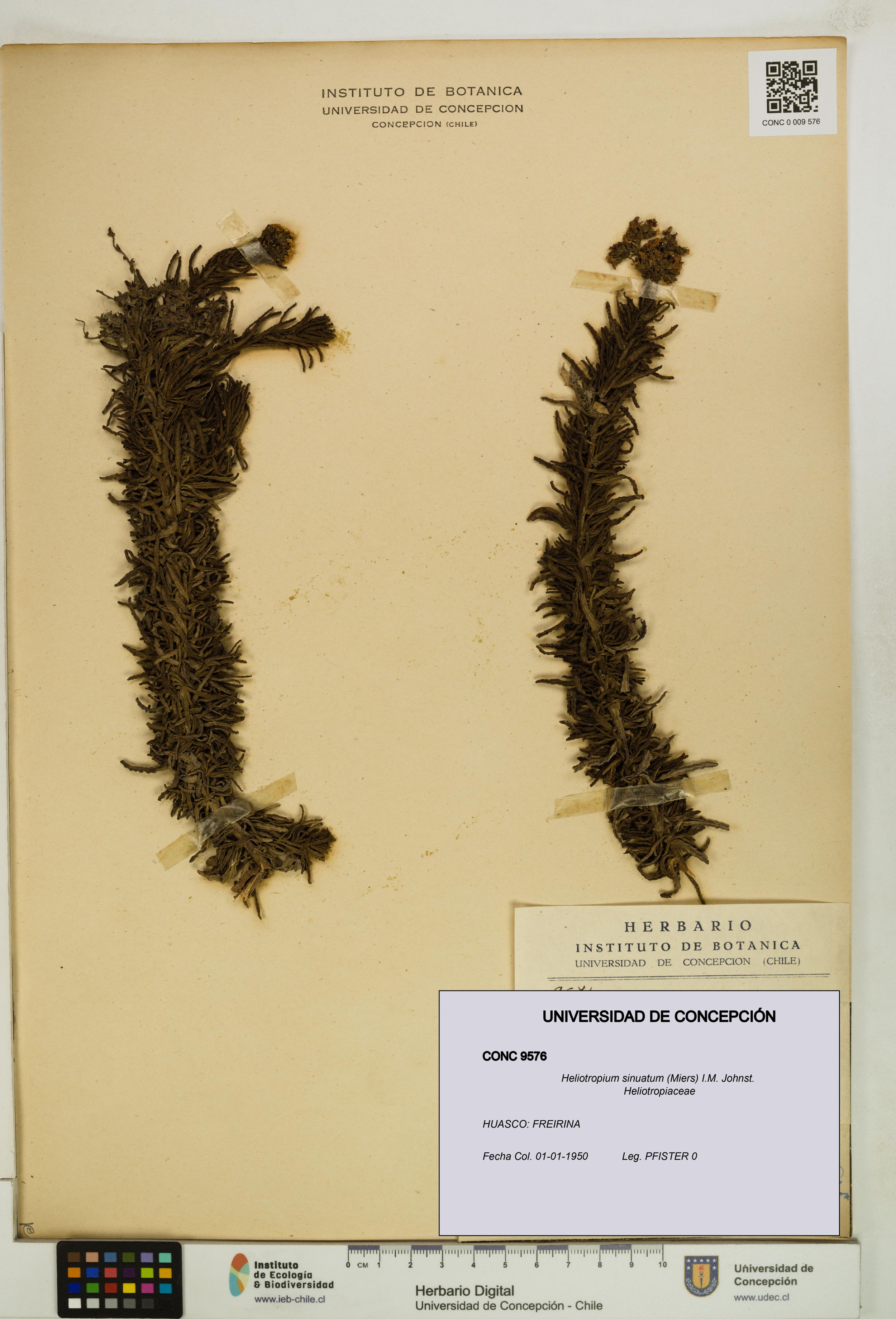Heliotropium sinuatum [Espécimen: ]