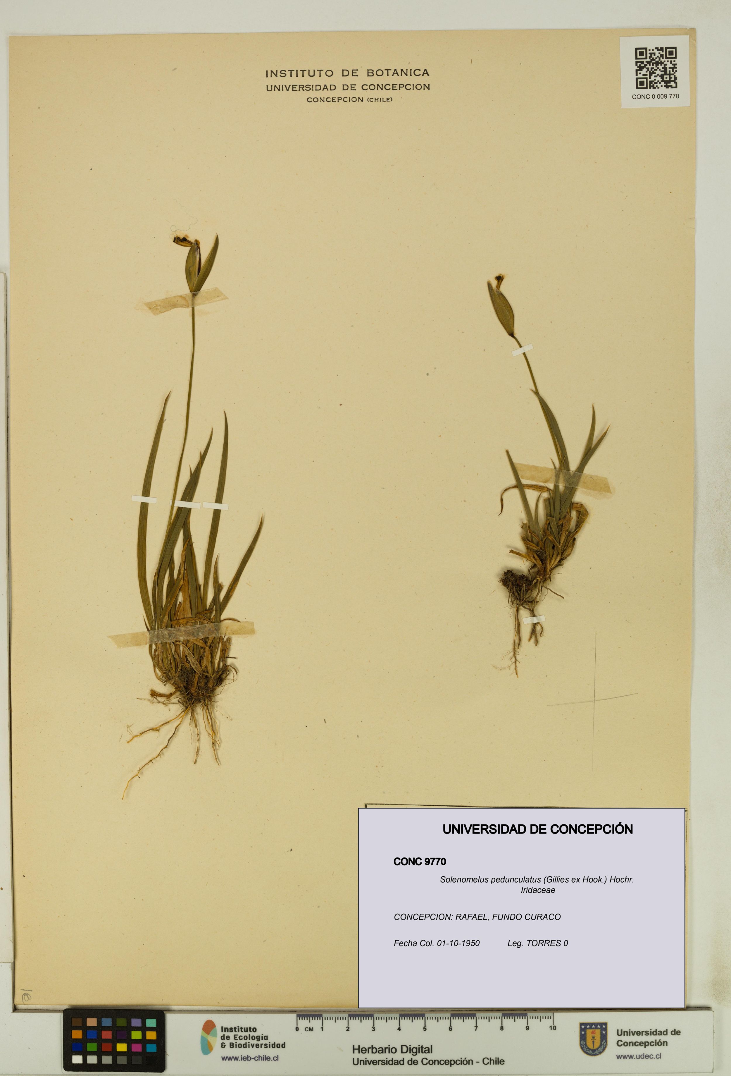 Solenomelus pedunculatus [Espécimen: ]