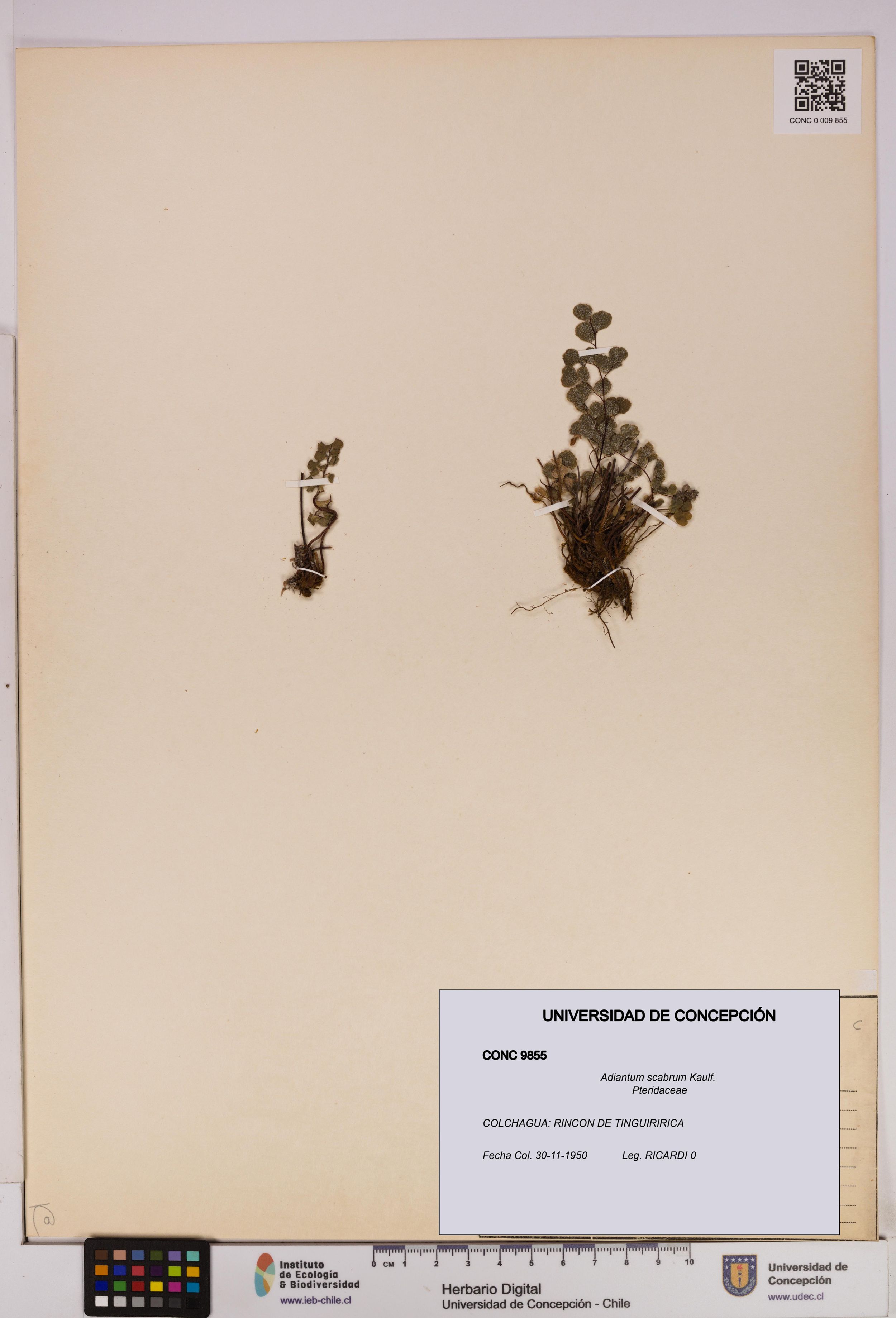 Adiantum scabrum [Espécimen: ]