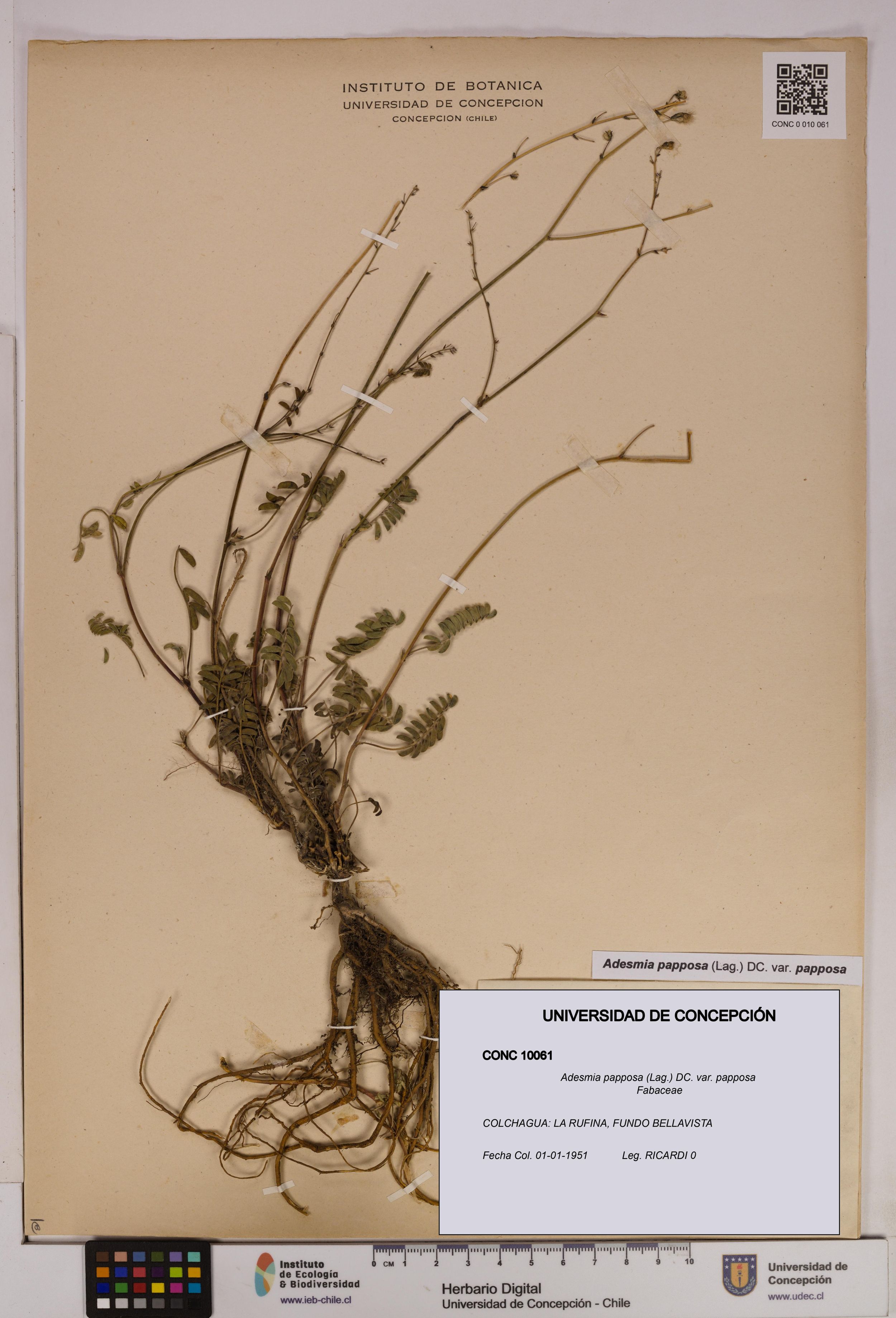 Adesmia papposa var. papposa [Espécimen: ]