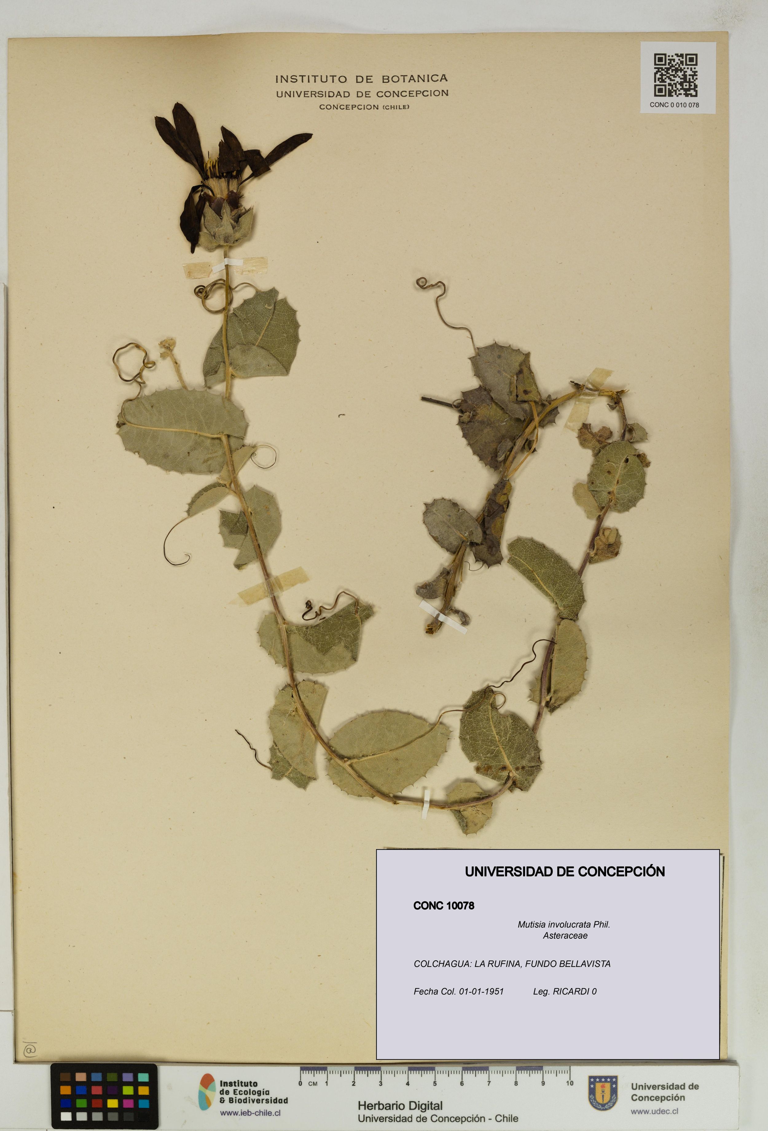Mutisia involucrata [Espécimen: ]