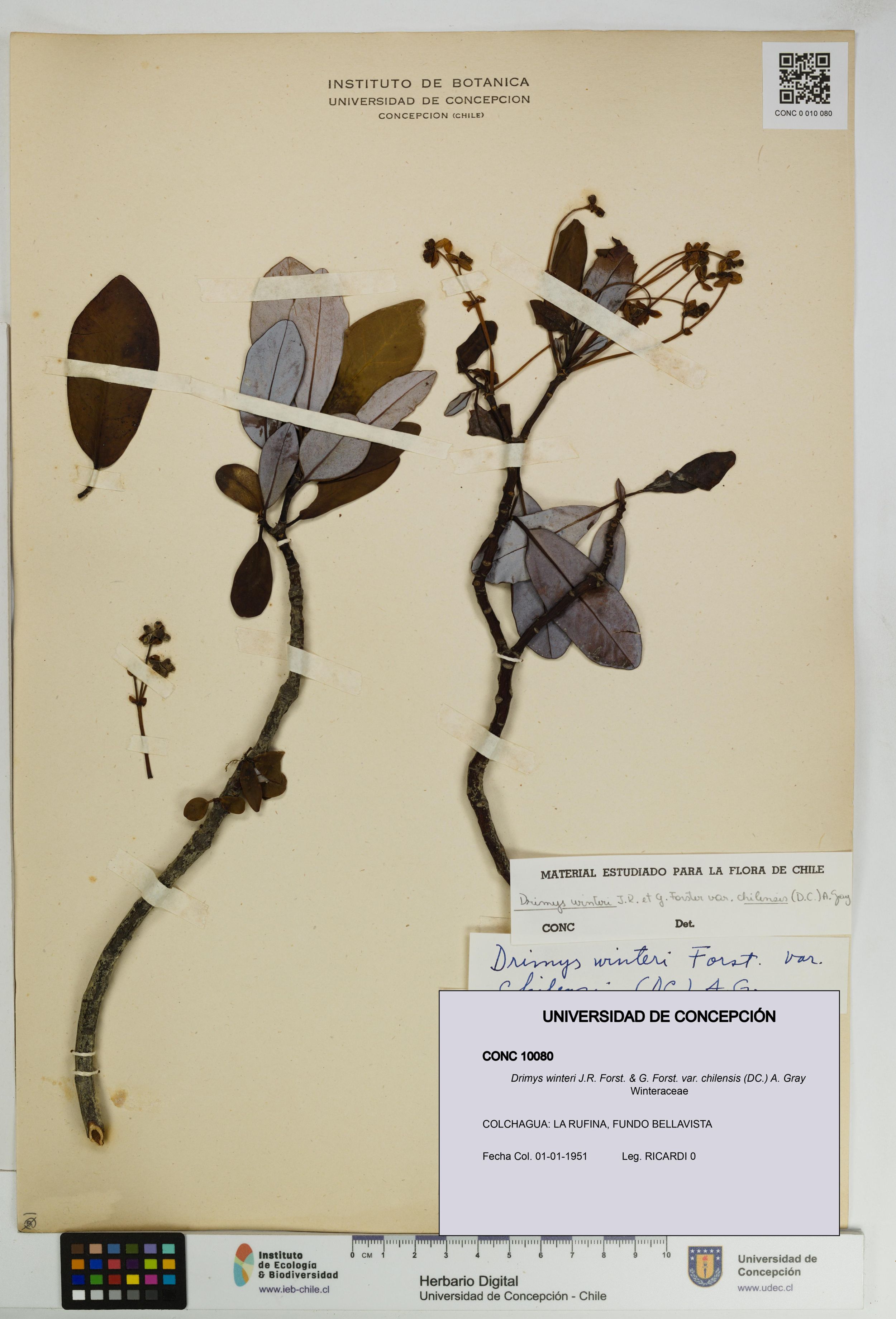 Drimys winteri var. chilensis [Espécimen: ]