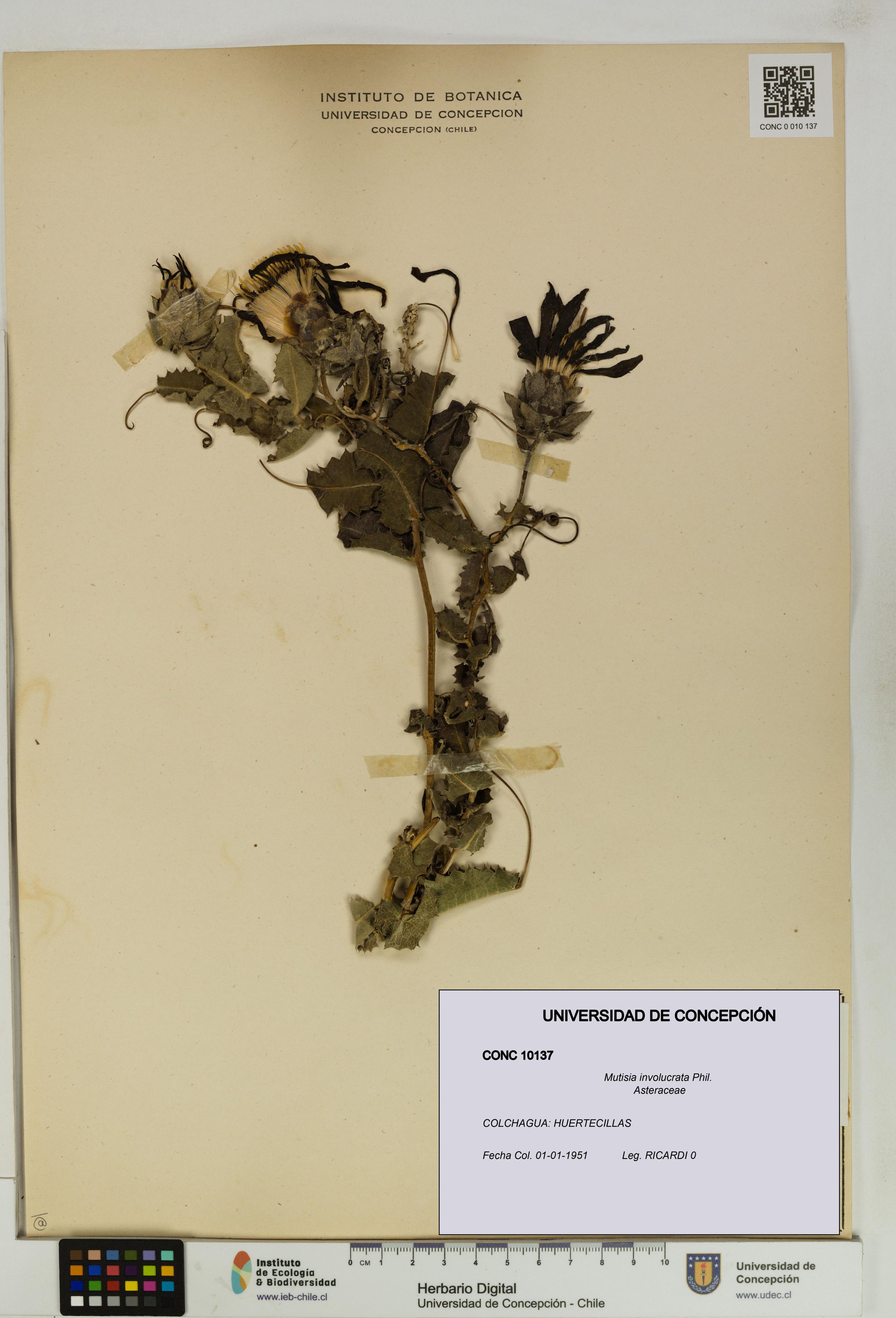 Mutisia involucrata [Espécimen: ]