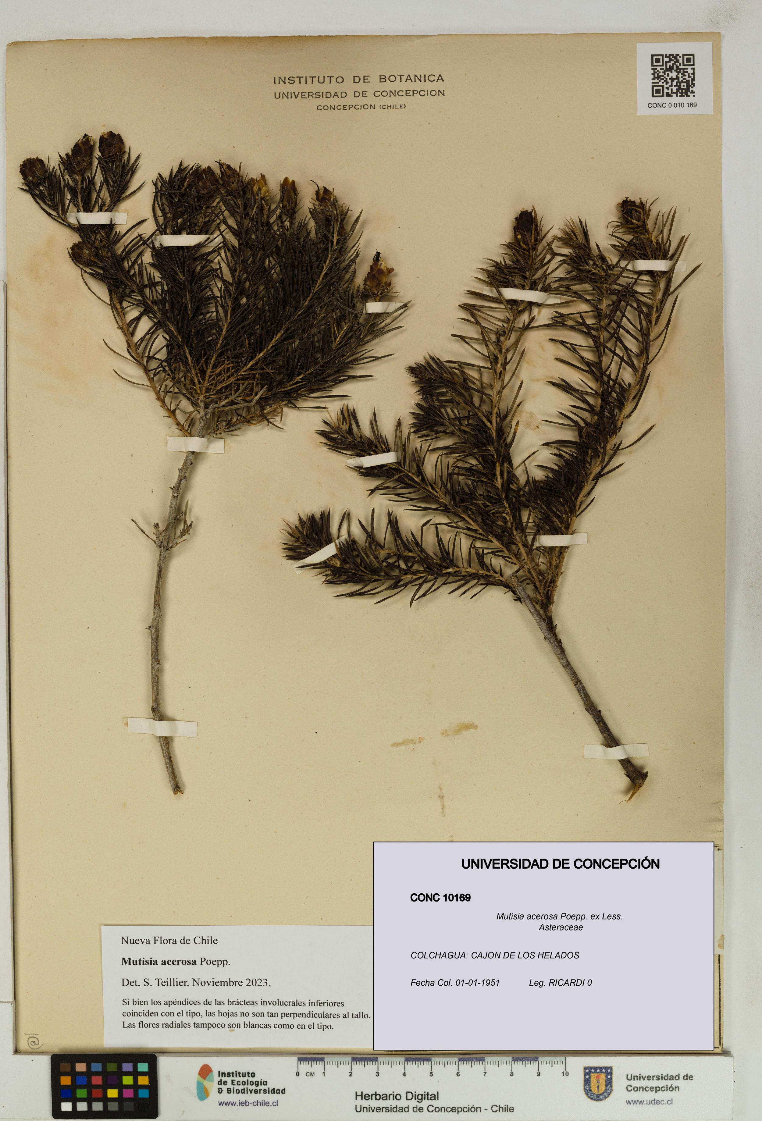 Mutisia acerosa [Espécimen: ]