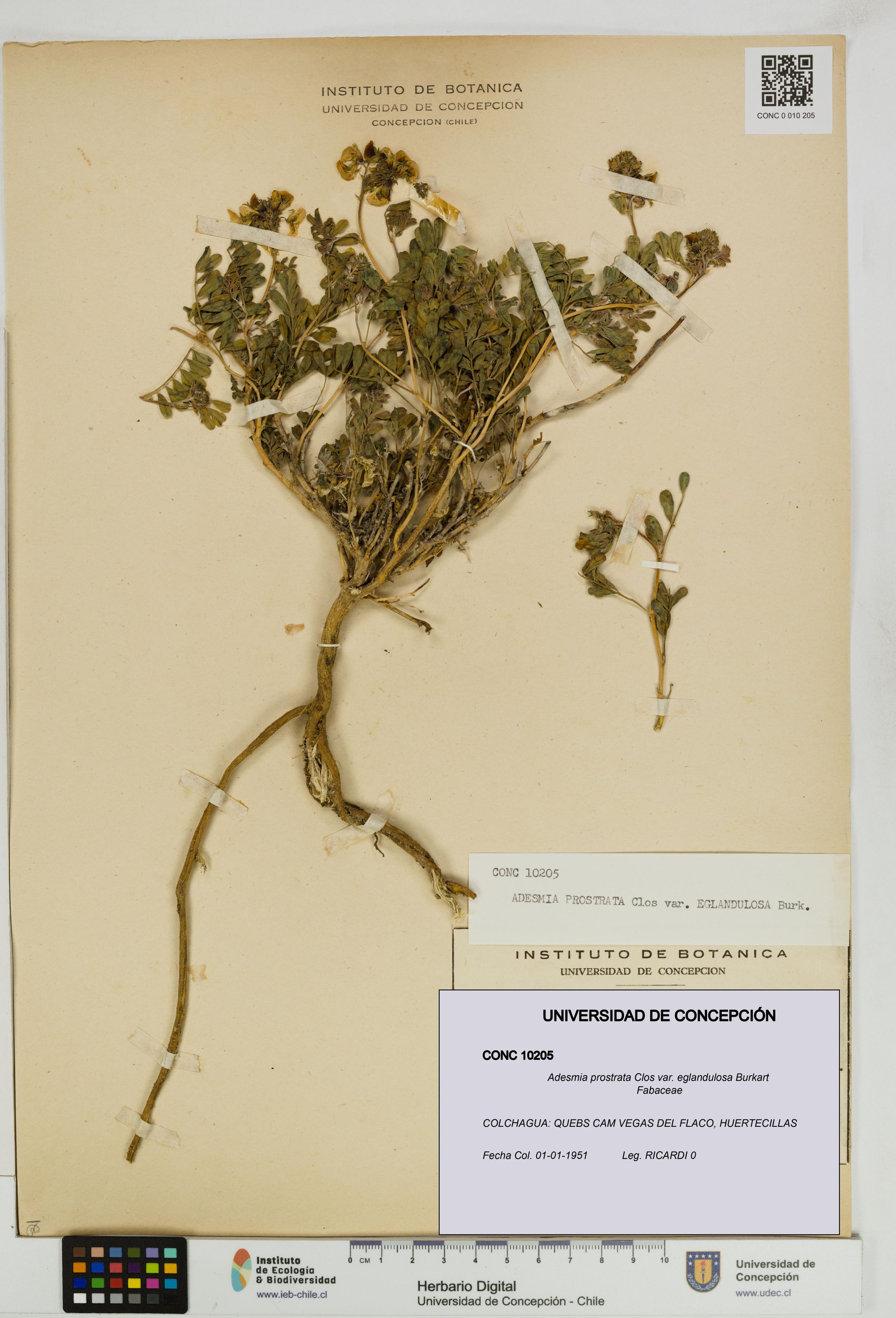 Adesmia prostrata var. eglandulosa [Espécimen: ]