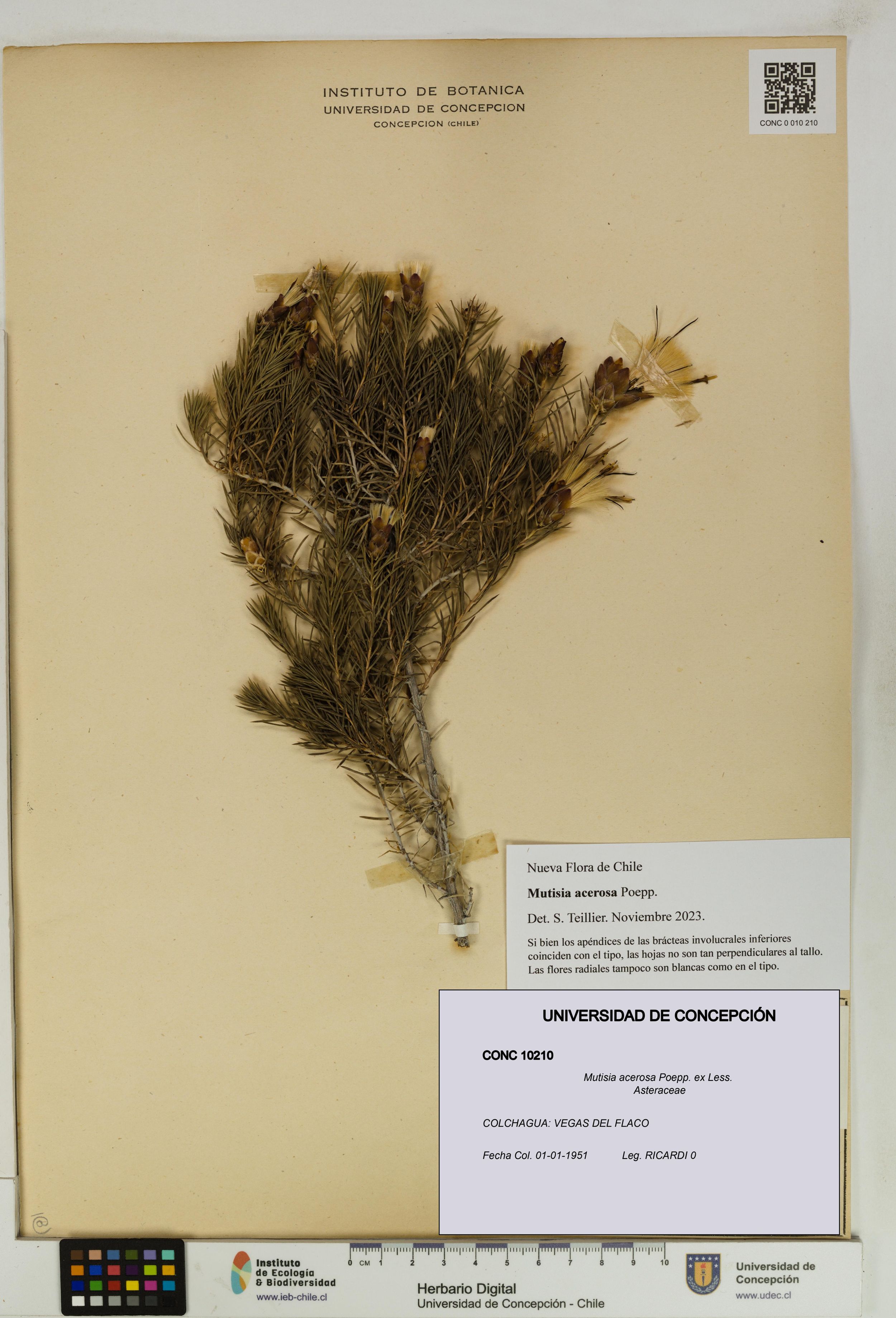 Mutisia acerosa [Espécimen: ]