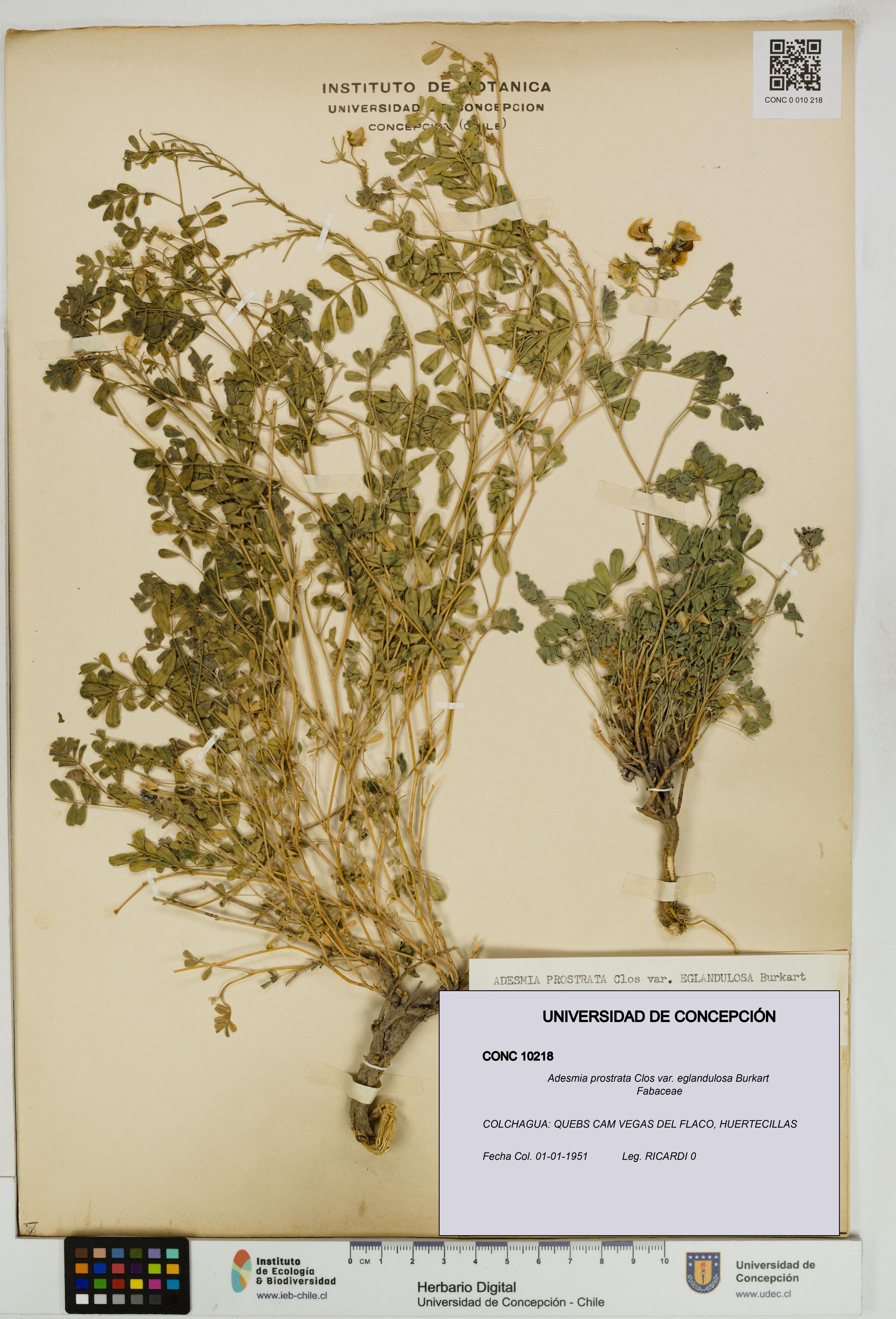 Adesmia prostrata var. eglandulosa [Espécimen: ]