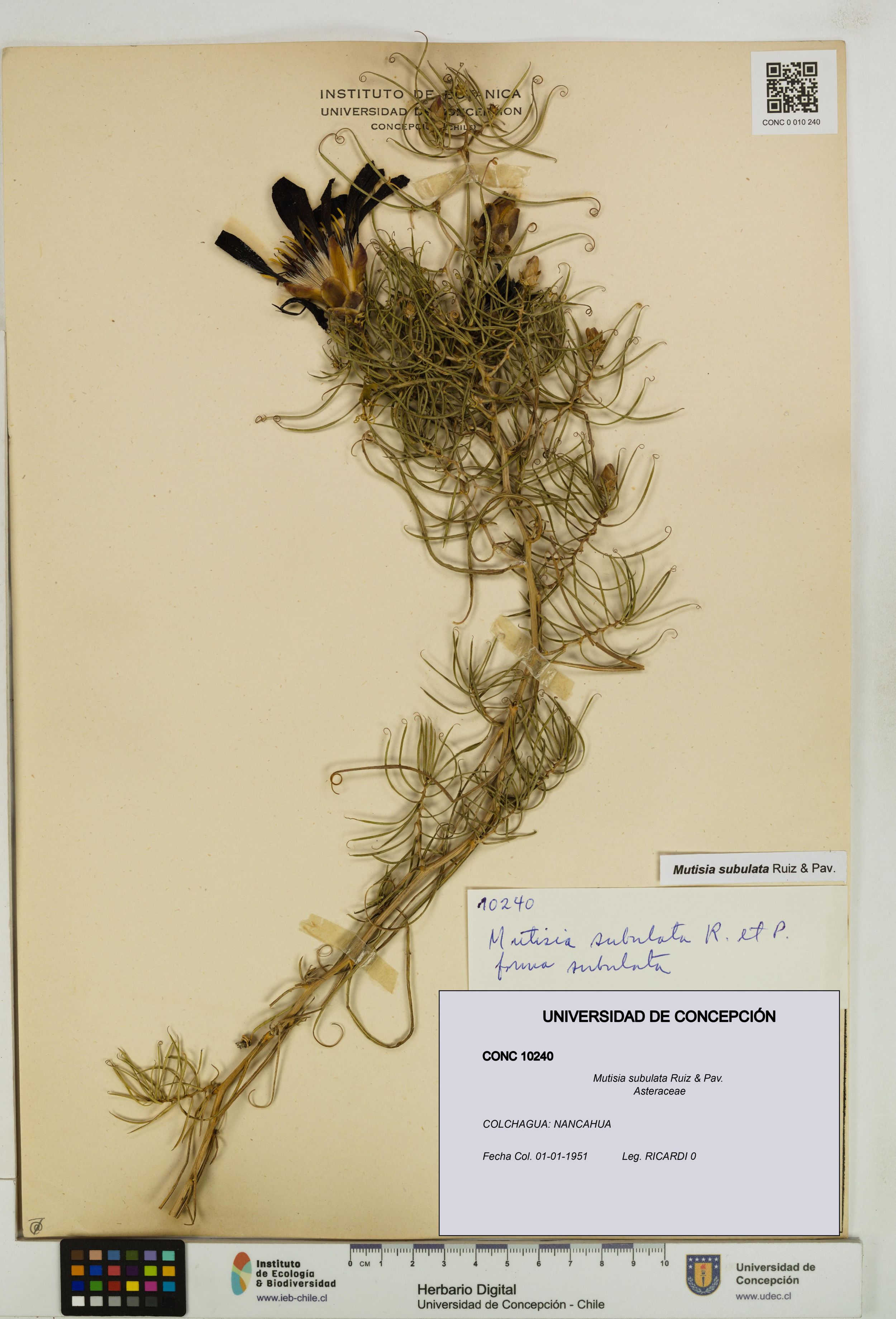Mutisia subulata [Espécimen: ]
