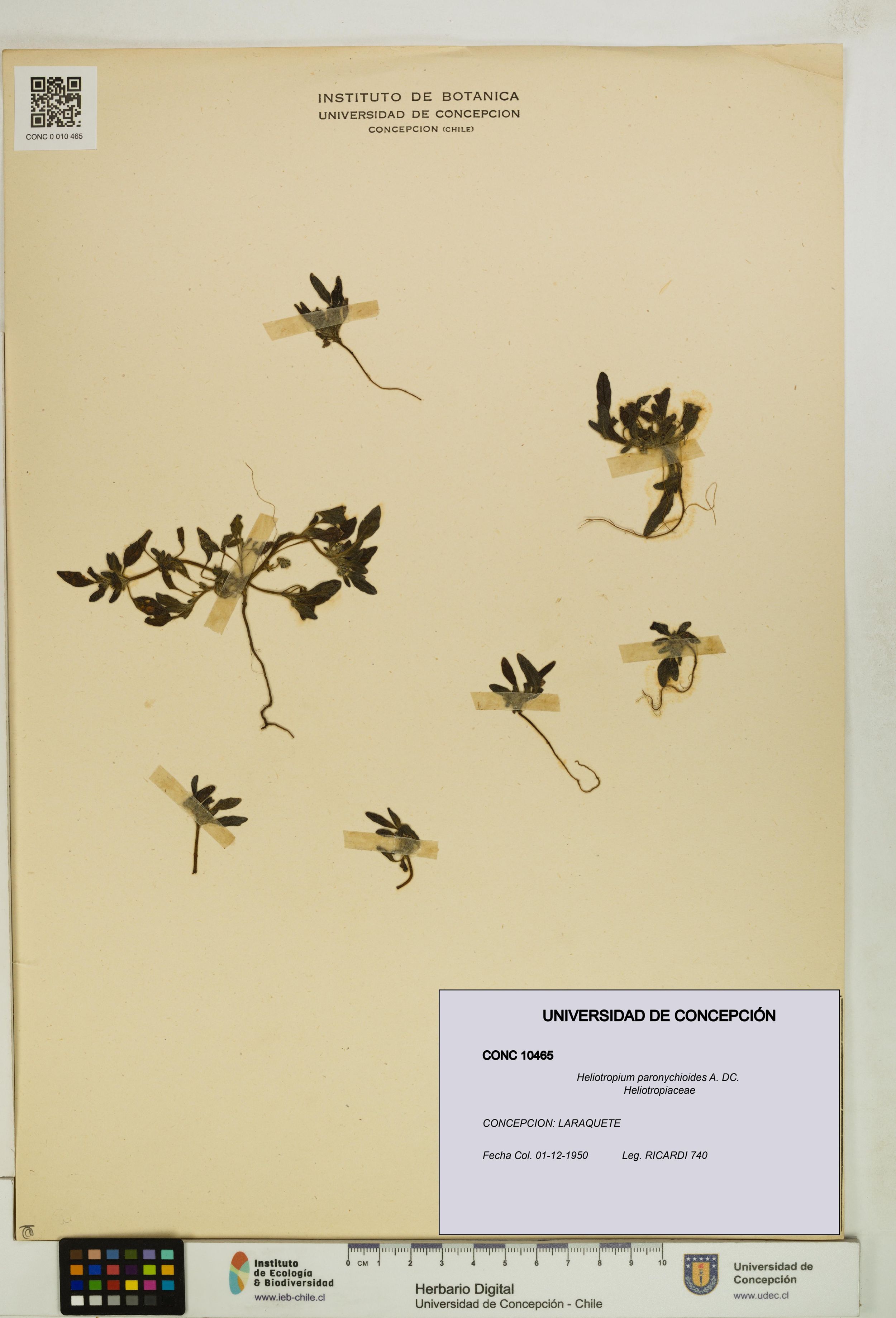 Heliotropium paronychioides [Espécimen: ]