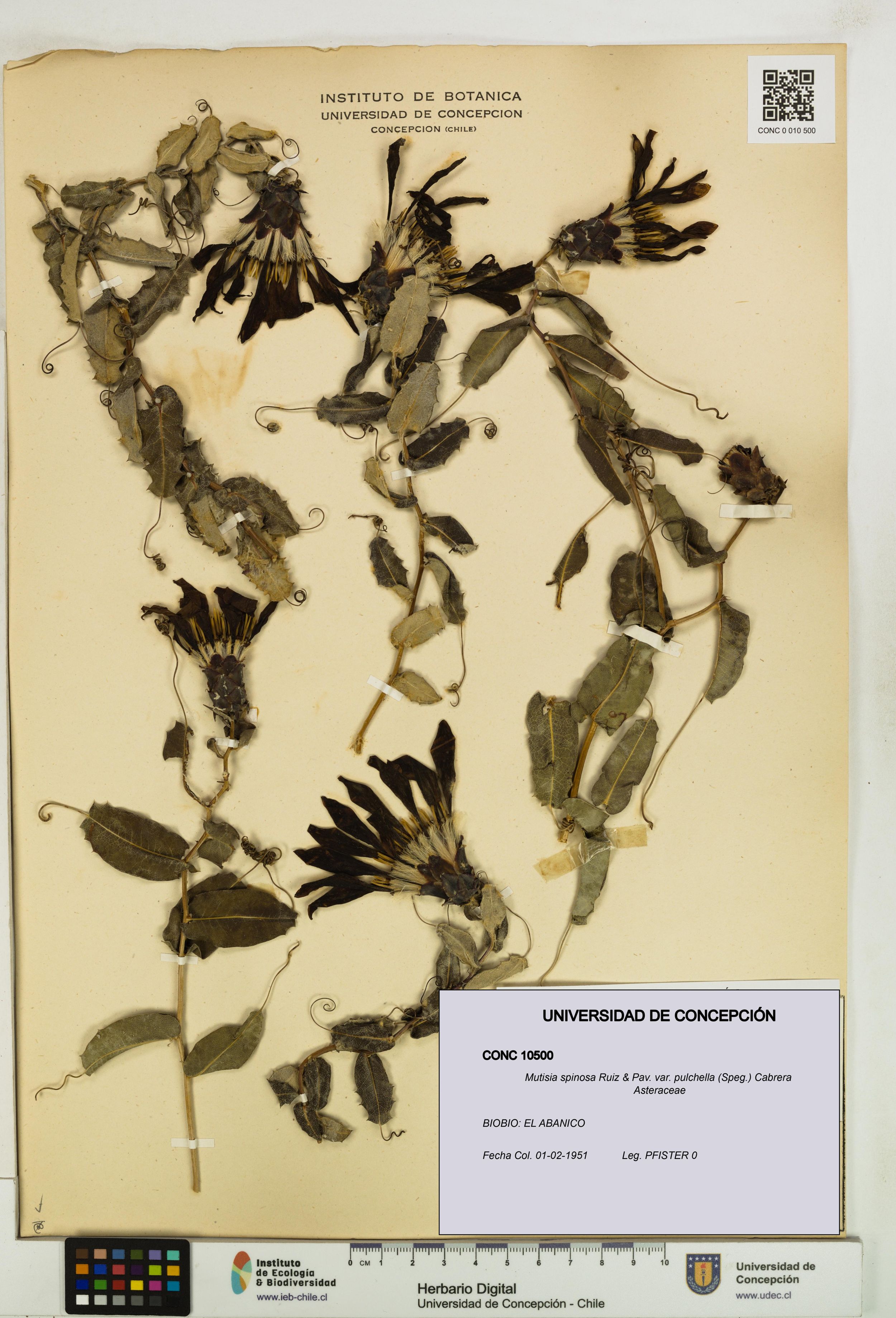 Mutisia spinosa var. pulchella [Espécimen: ]